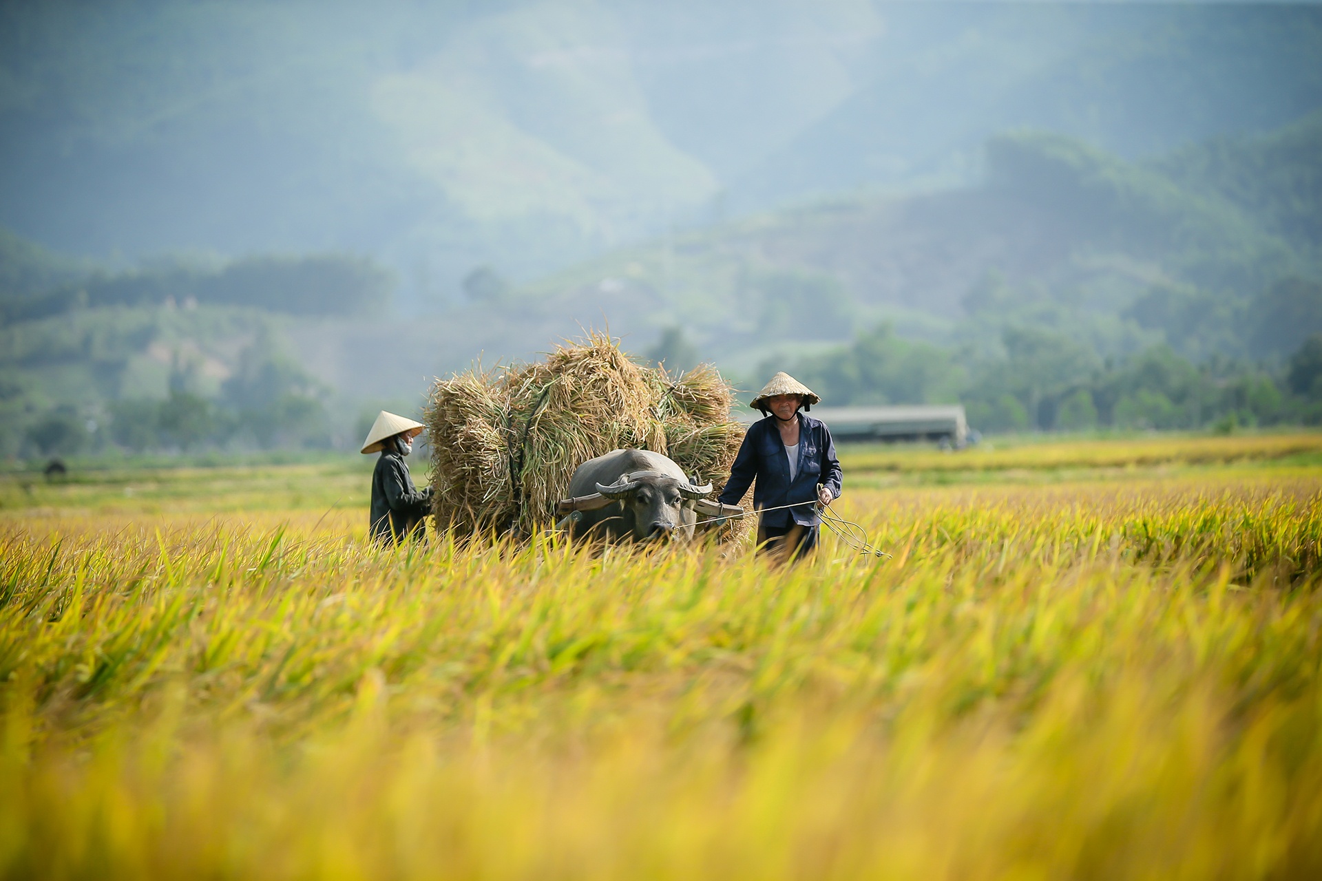 mua lua chin o Thanh Chuong Nghe An anh 14