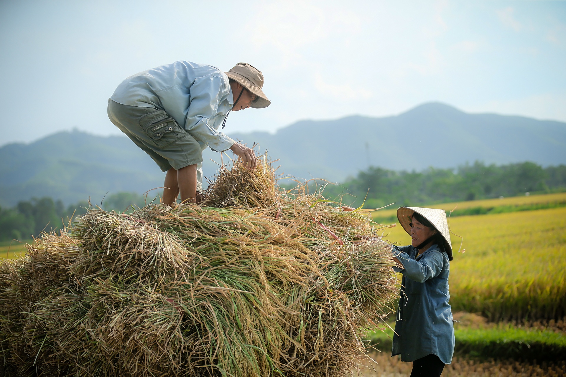 mua lua chin o Thanh Chuong Nghe An anh 2