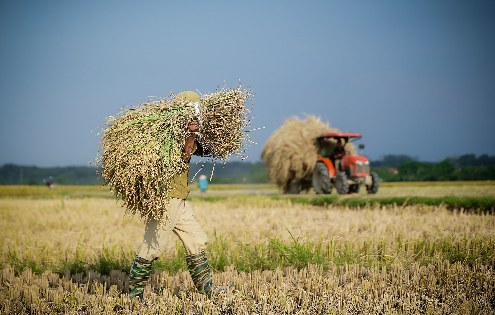 mua lua chin o Thanh Chuong Nghe An anh 21