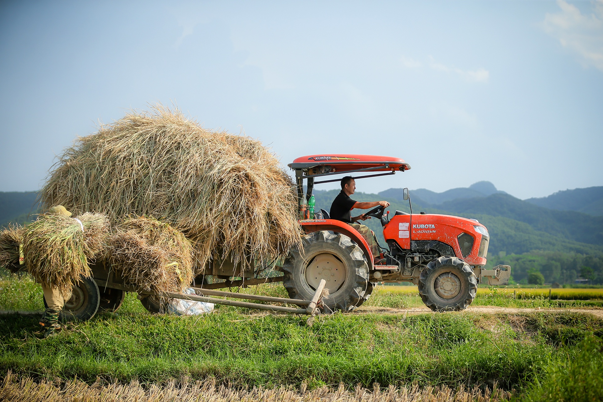 mua lua chin o Thanh Chuong Nghe An anh 19