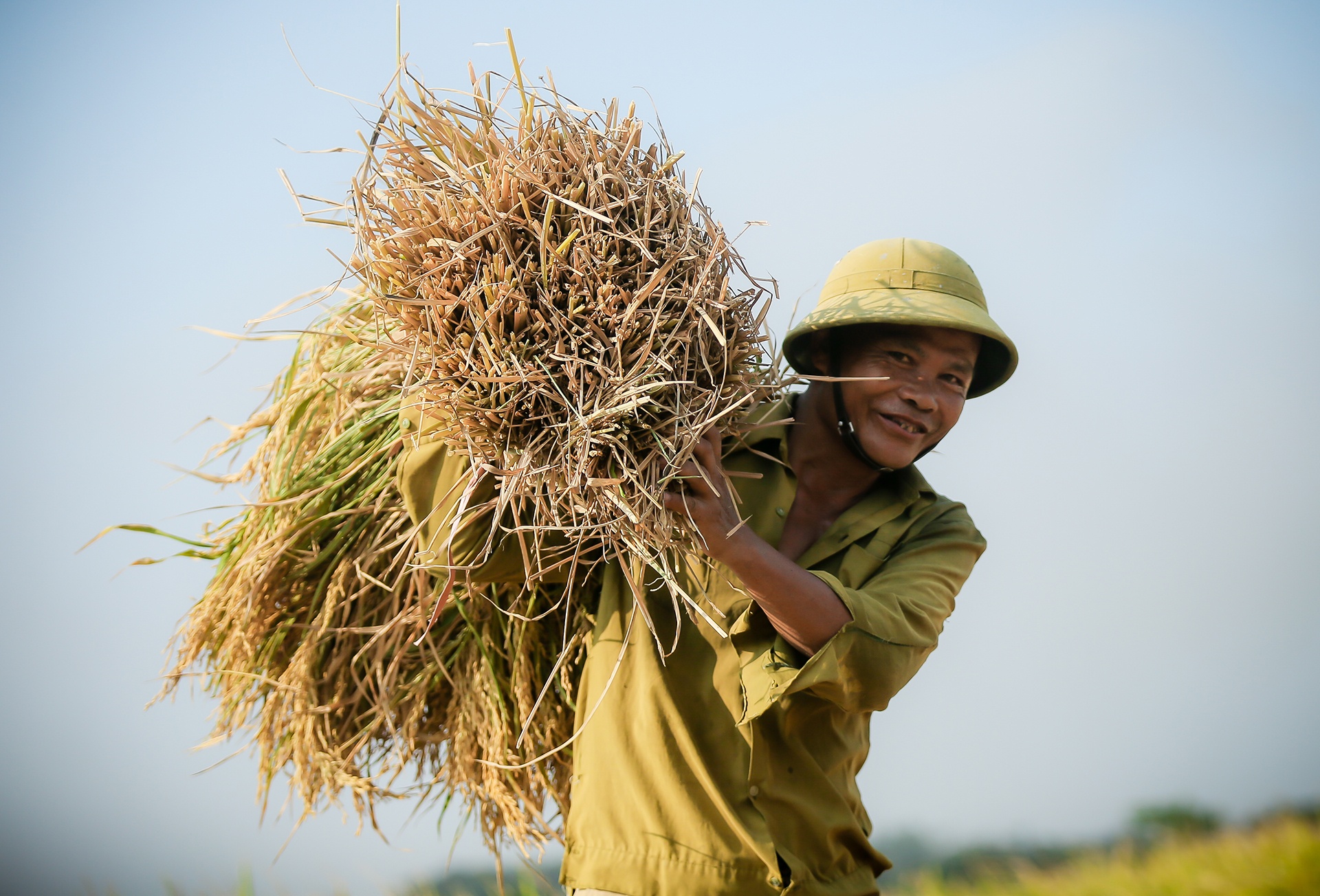 mua lua chin o Thanh Chuong Nghe An anh 16