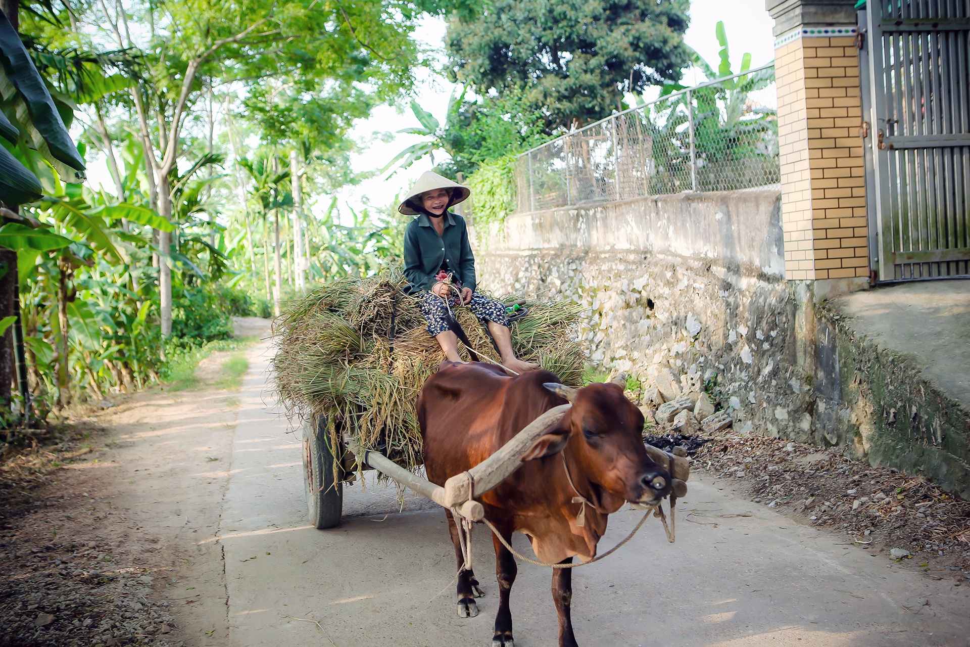 mua lua chin o Thanh Chuong Nghe An anh 33