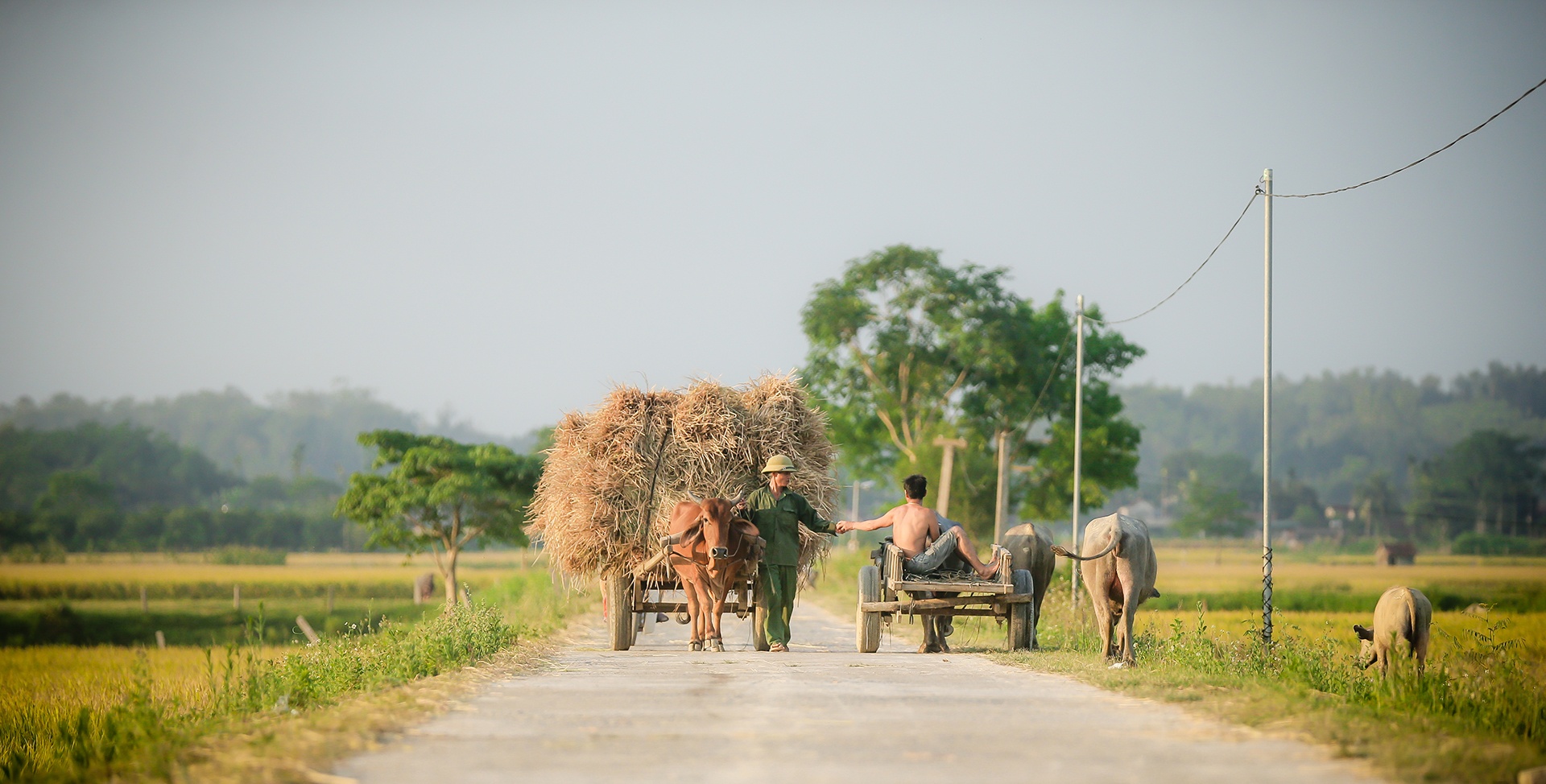 mua lua chin o Thanh Chuong Nghe An anh 20