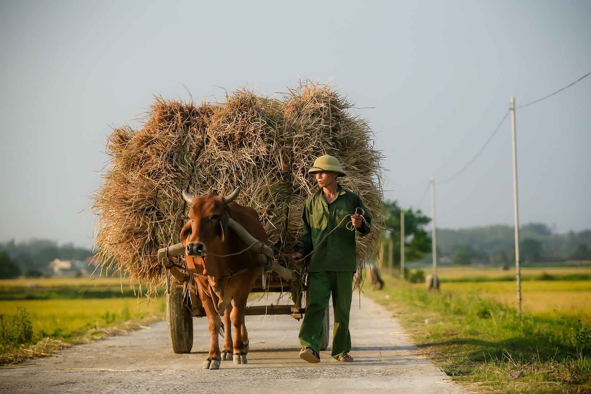 mua lua chin o Thanh Chuong Nghe An anh 18