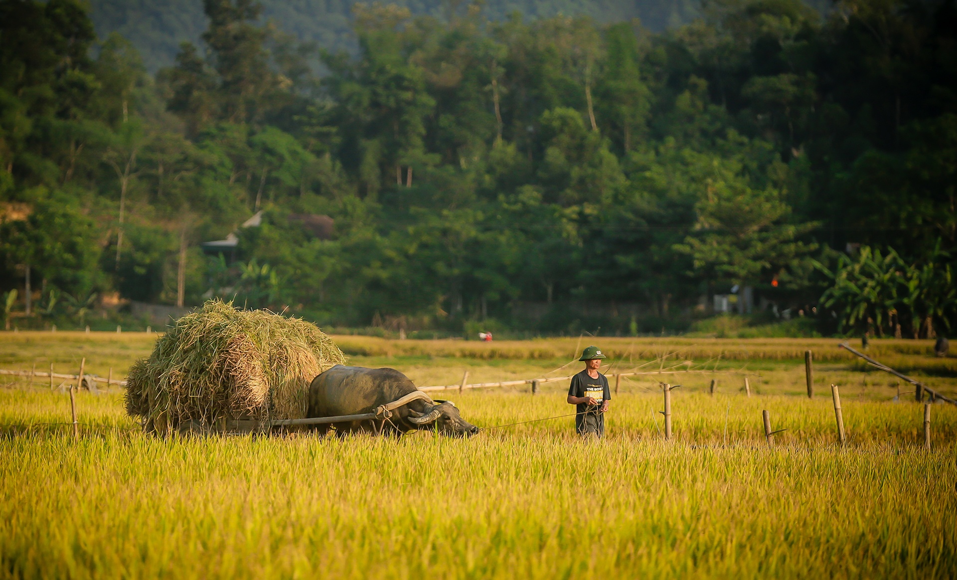 mua lua chin o Thanh Chuong Nghe An anh 22