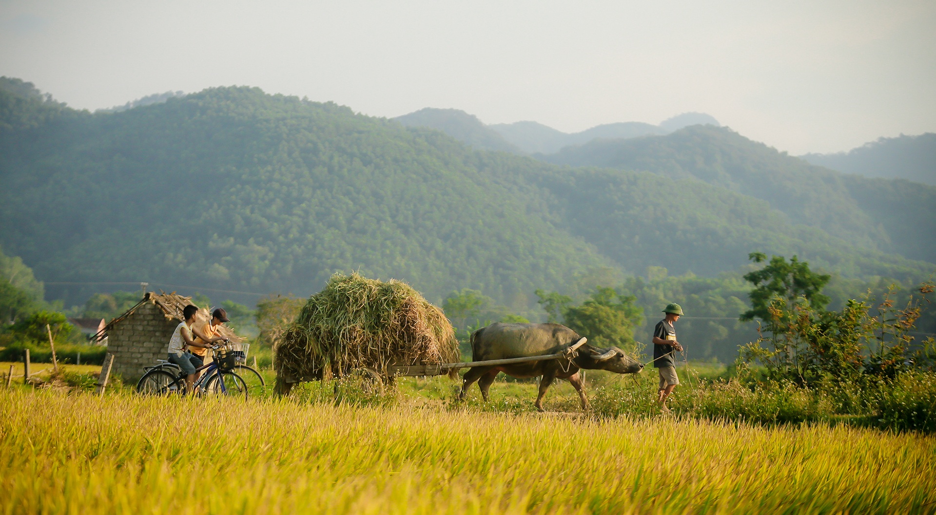 mua lua chin o Thanh Chuong Nghe An anh 23