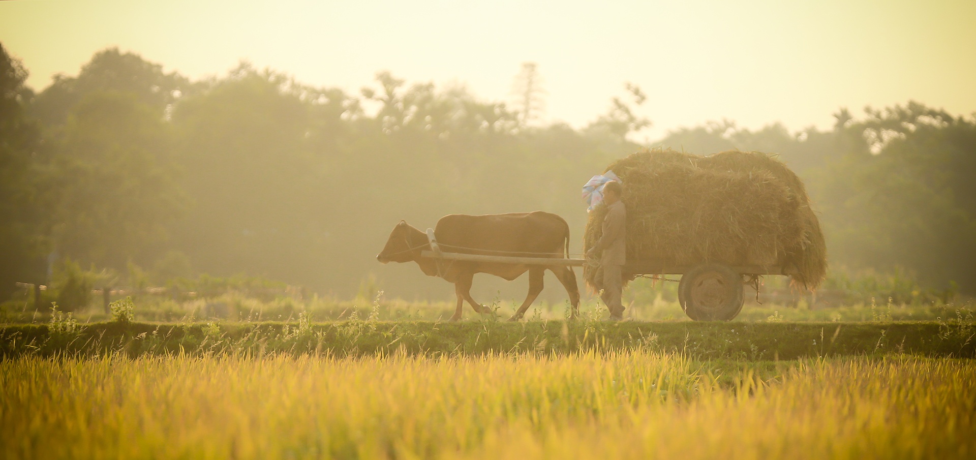 mua lua chin o Thanh Chuong Nghe An anh 1