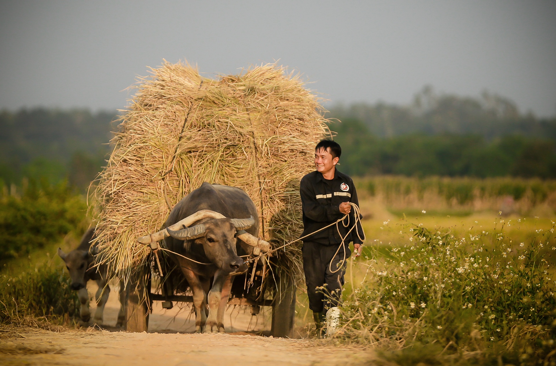 mua lua chin o Thanh Chuong Nghe An anh 24