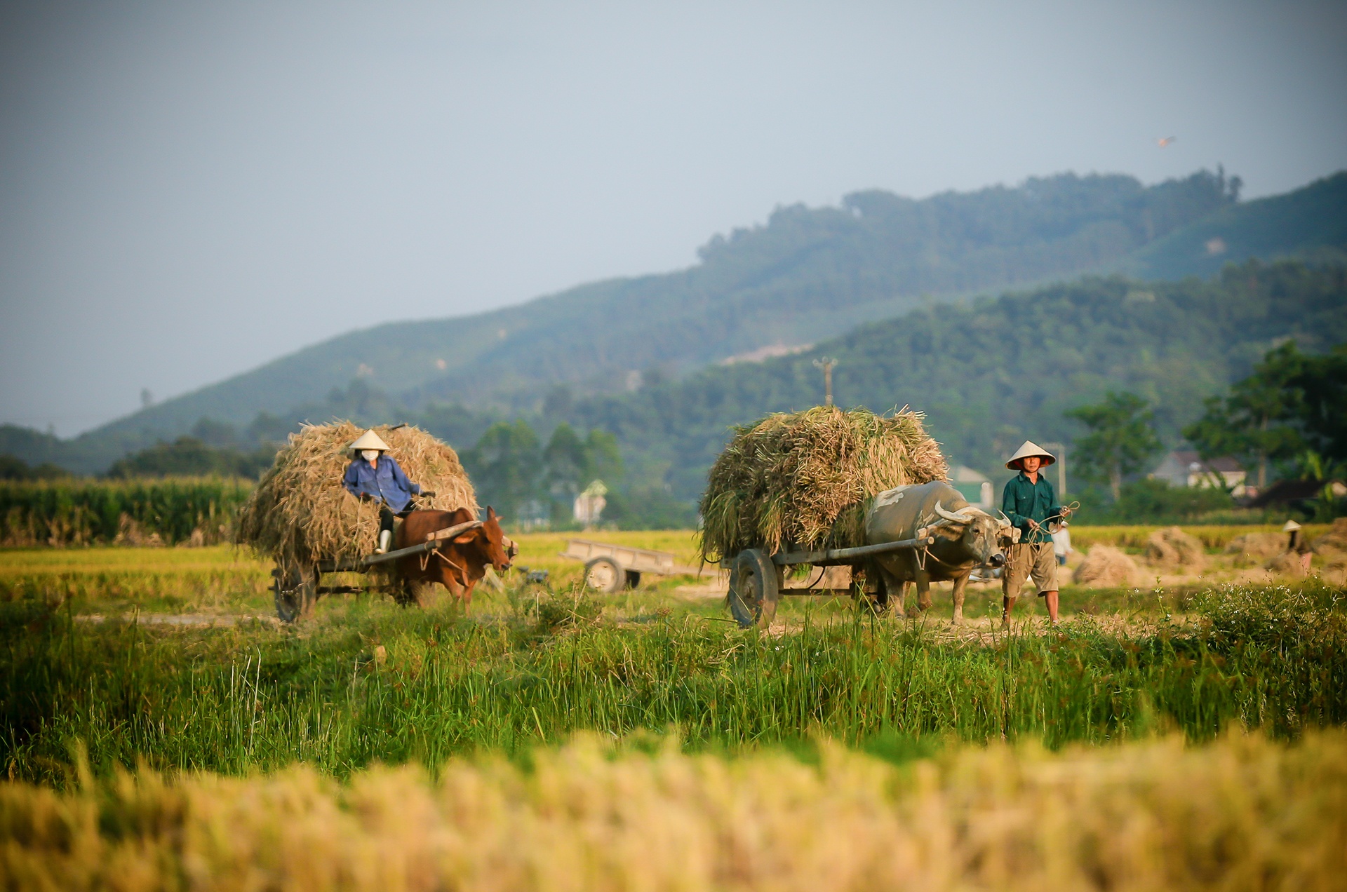 mua lua chin o Thanh Chuong Nghe An anh 25