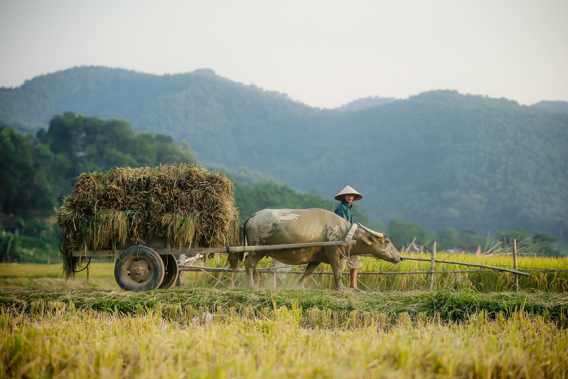 mua lua chin o Thanh Chuong Nghe An anh 26