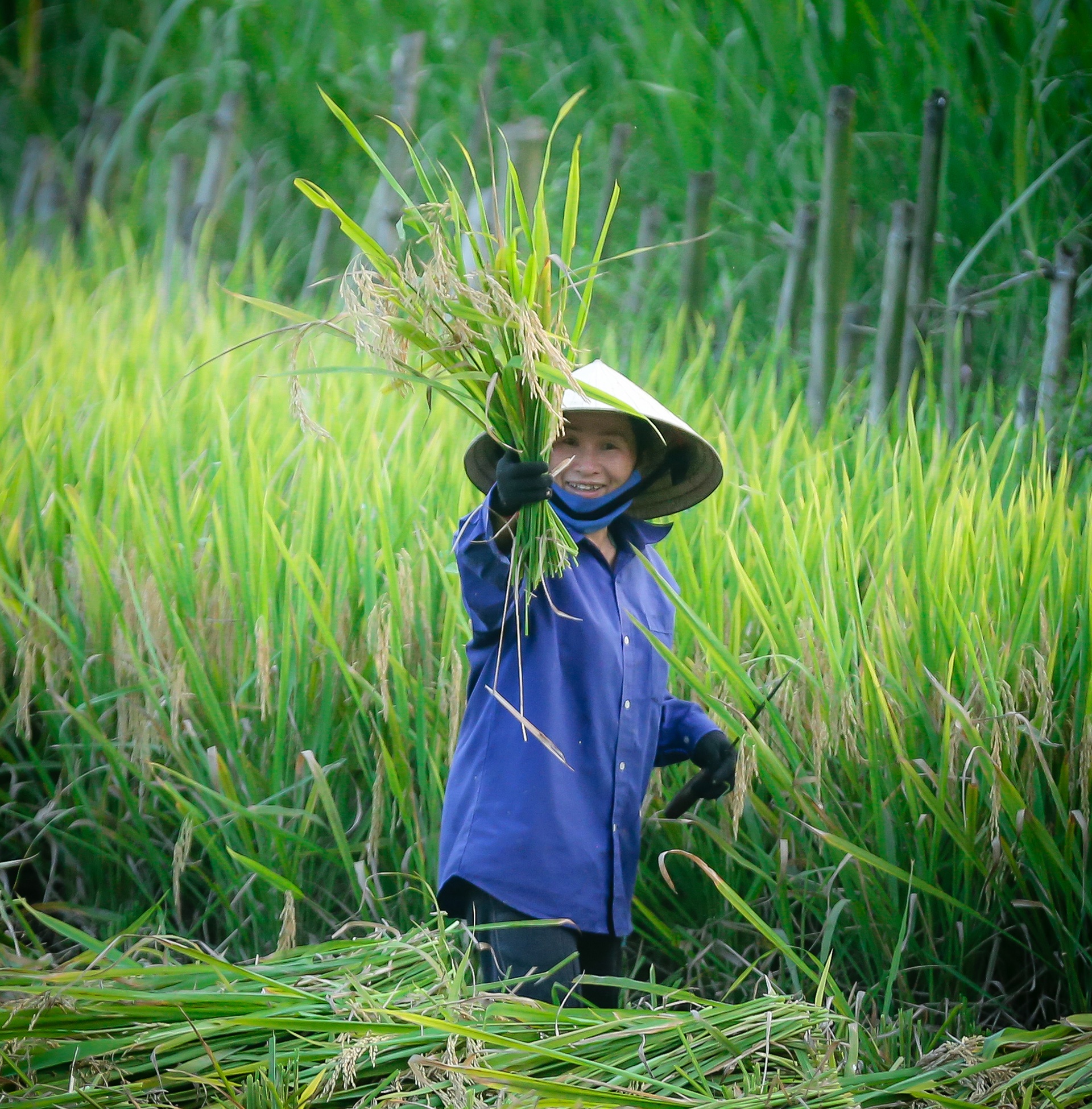 mua lua chin o Thanh Chuong Nghe An anh 27