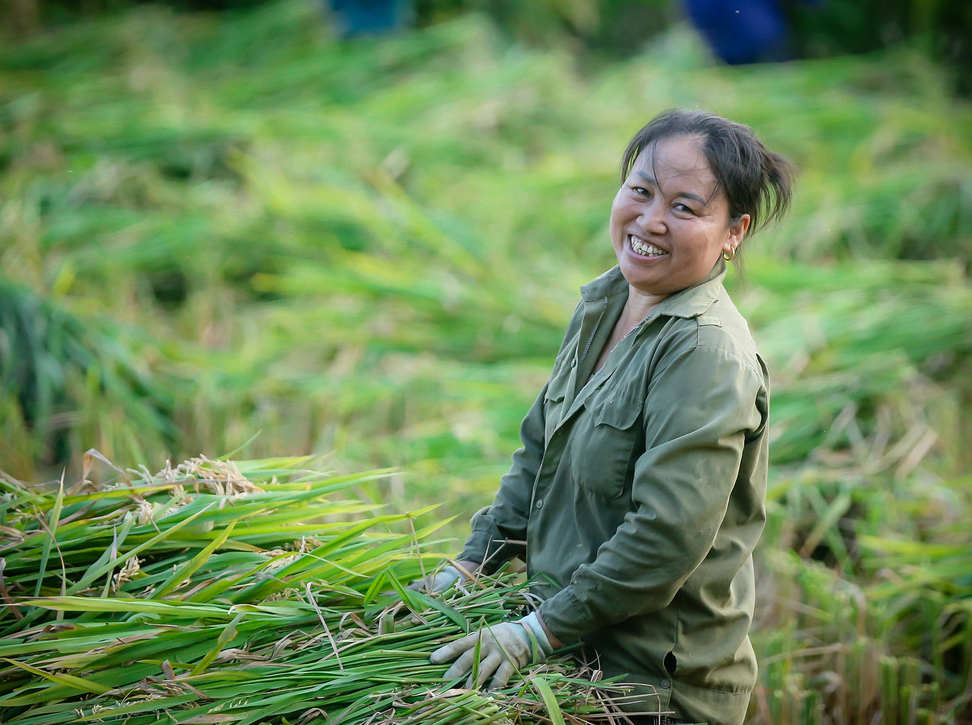 mua lua chin o Thanh Chuong Nghe An anh 28