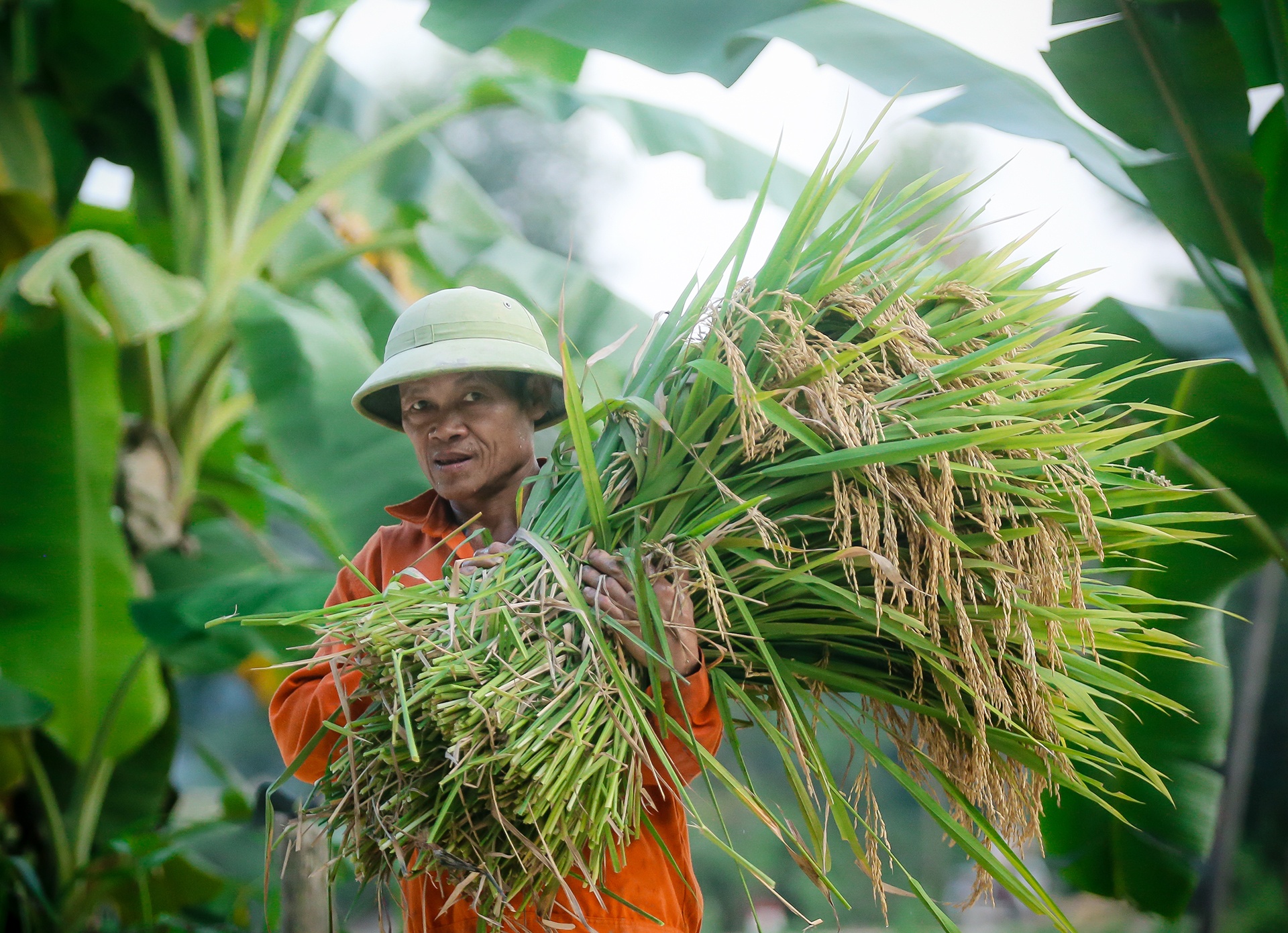 mua lua chin o Thanh Chuong Nghe An anh 29