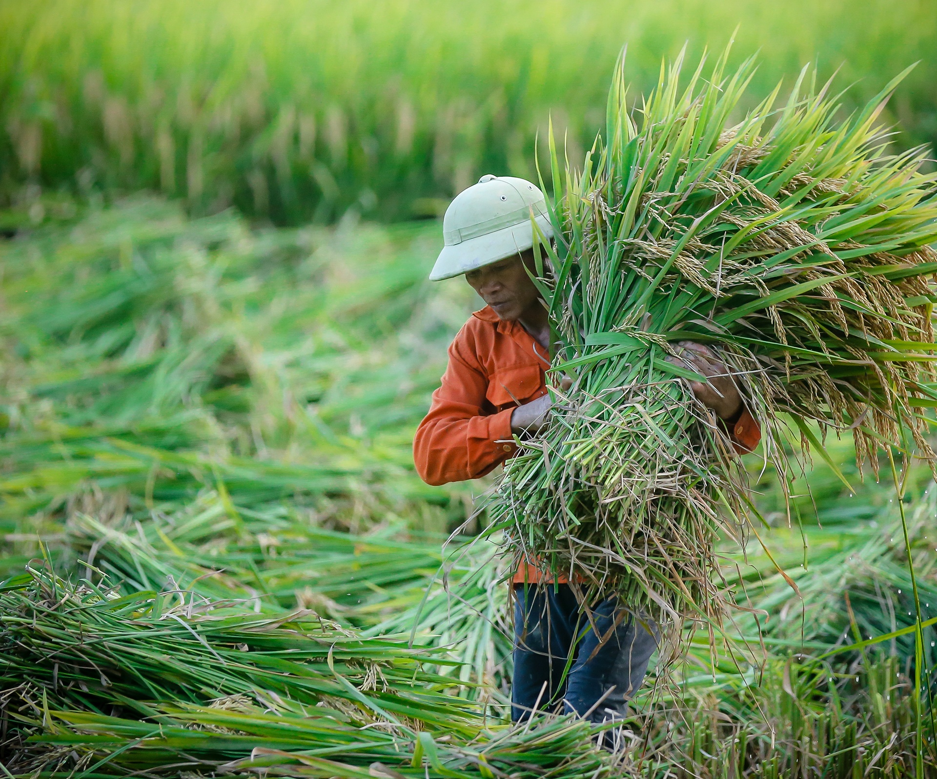 mua lua chin o Thanh Chuong Nghe An anh 30