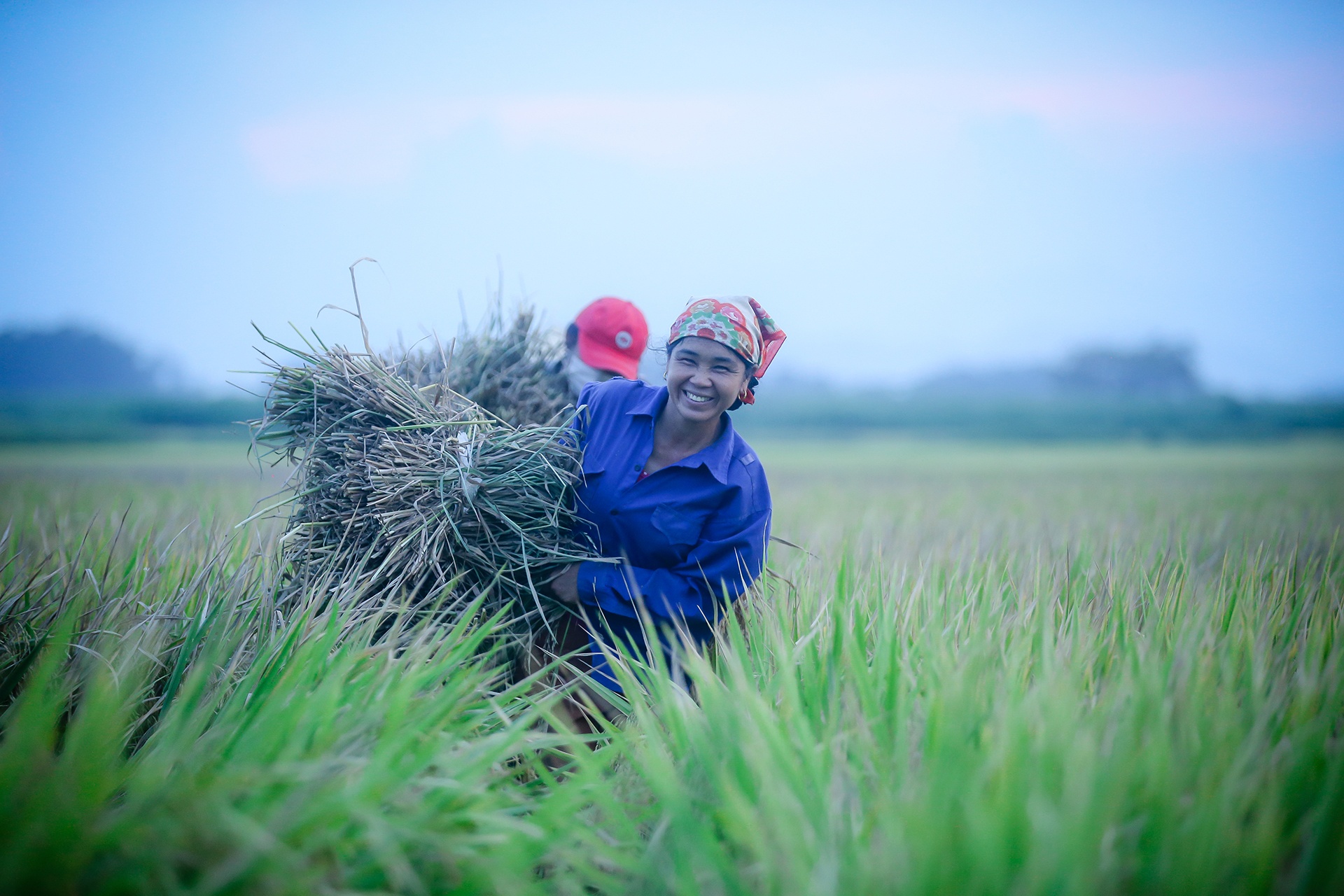 mua lua chin o Thanh Chuong Nghe An anh 31