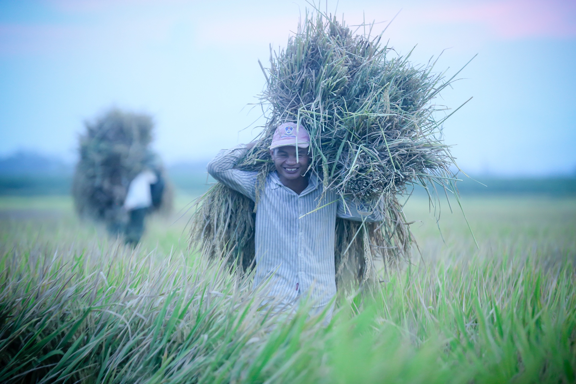 mua lua chin o Thanh Chuong Nghe An anh 32