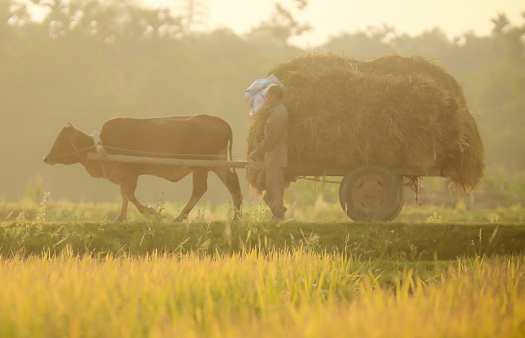 Mua lua chin binh yen noi xu Nghe hinh anh