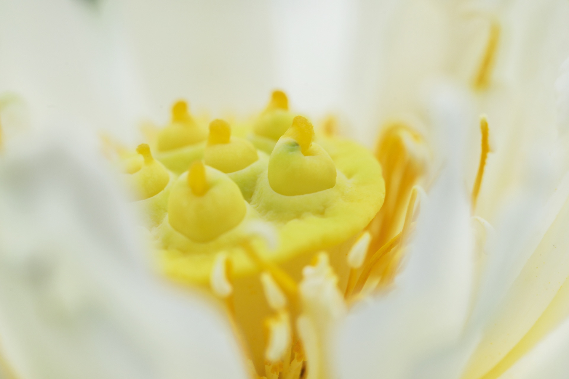 mua hoa sen mien Bac anh 44