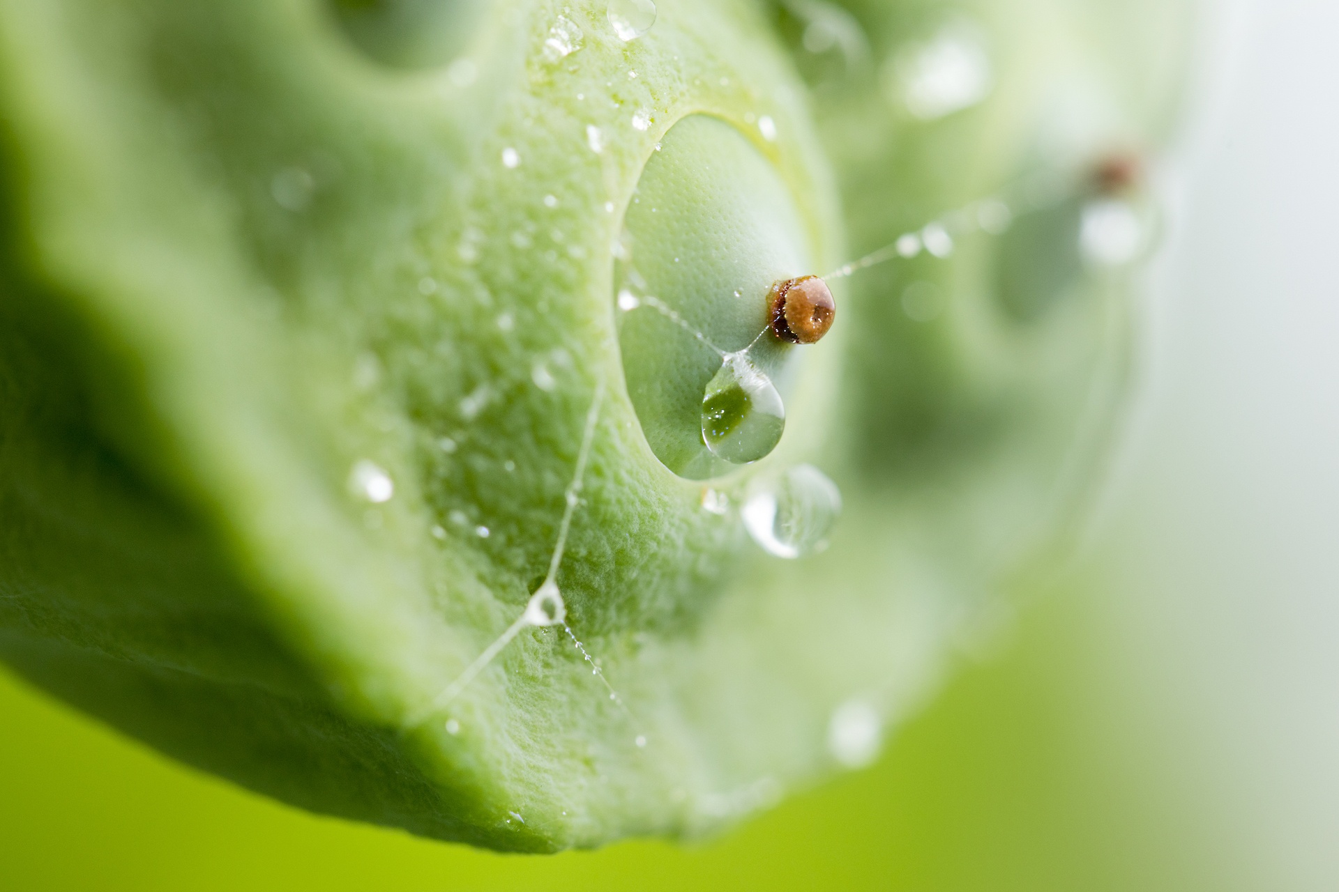 mua hoa sen mien Bac anh 40