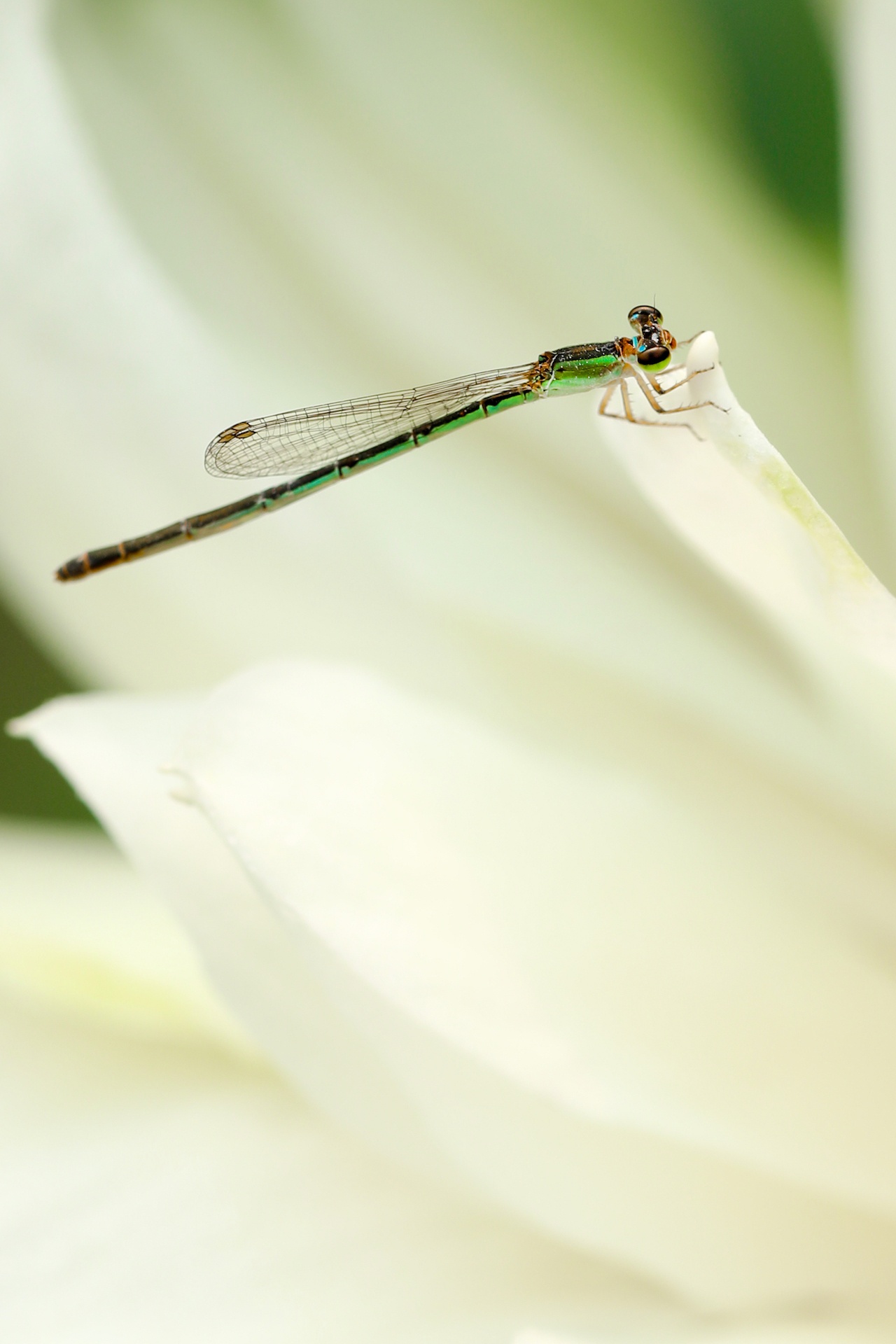 mua hoa sen mien Bac anh 47