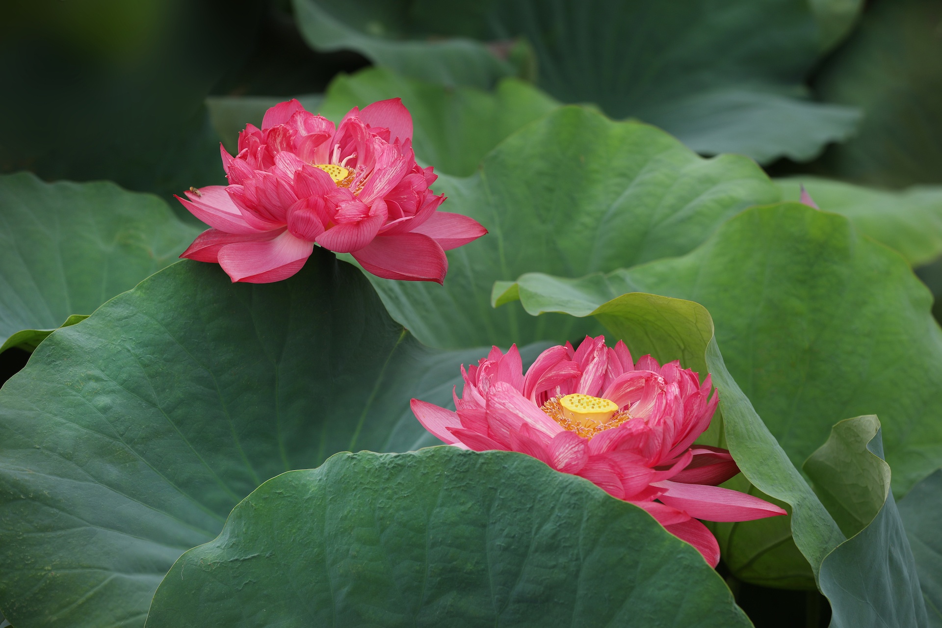 mua hoa sen mien Bac anh 17