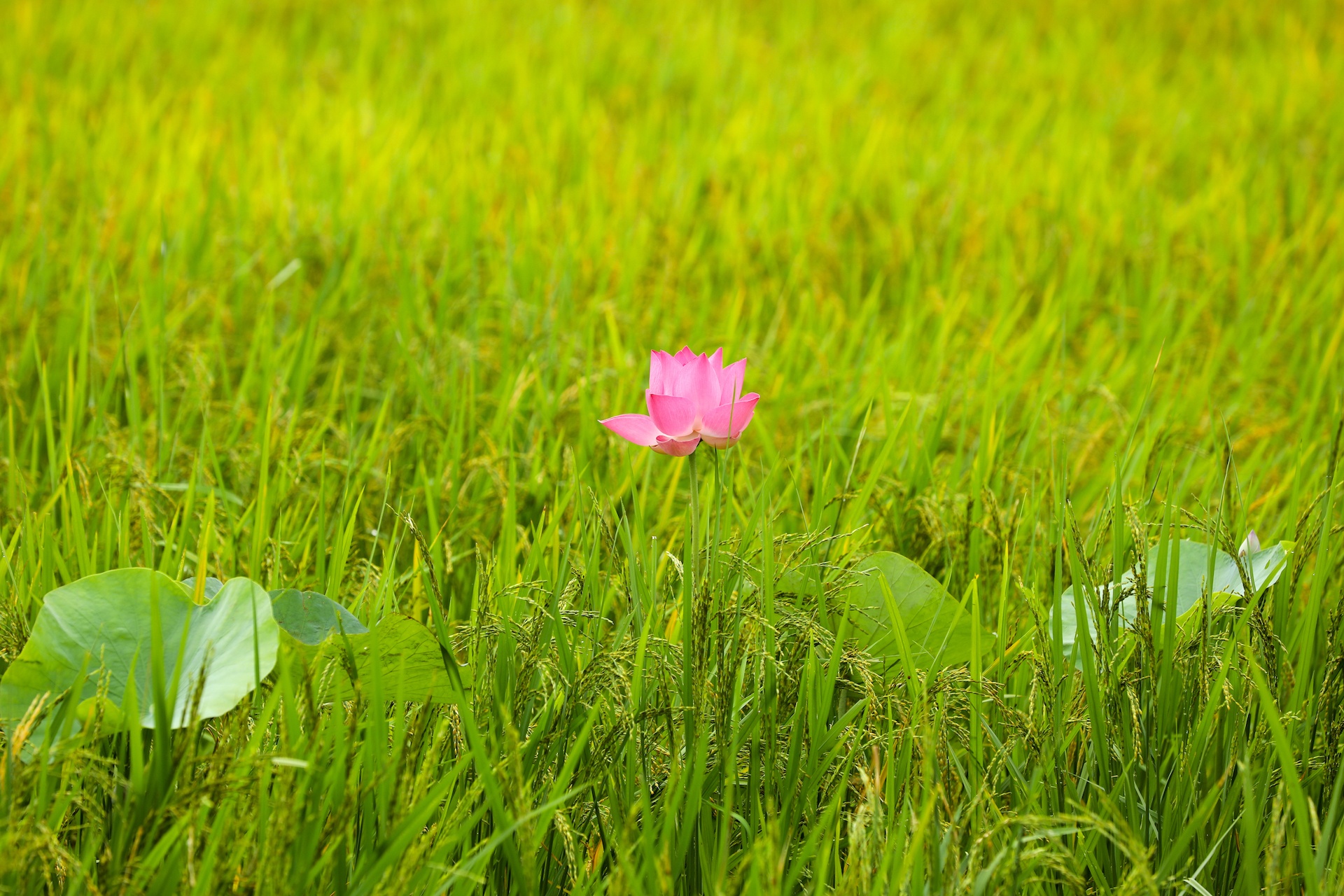 mua hoa sen mien Bac anh 18
