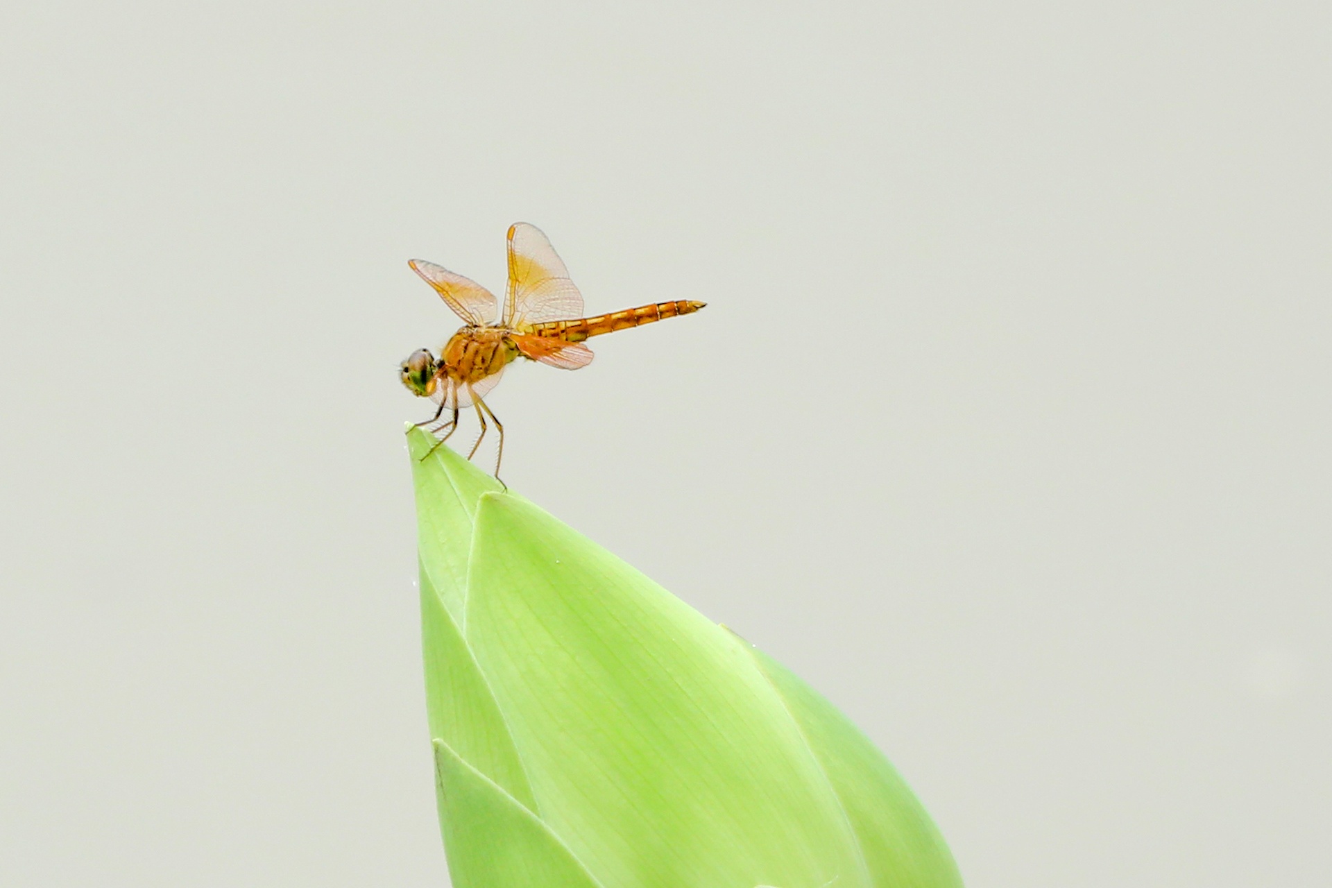 mua hoa sen mien Bac anh 45