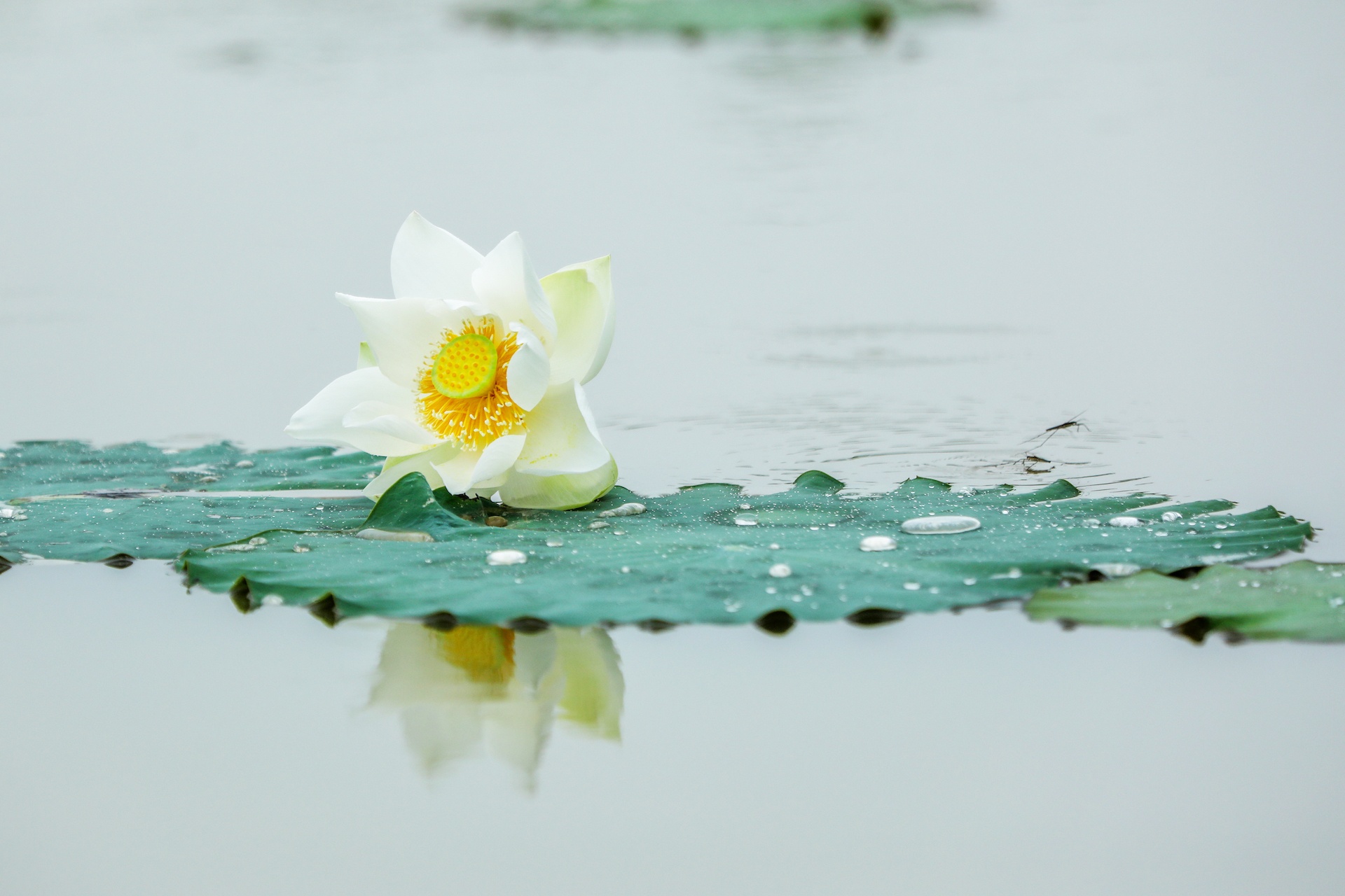 mua hoa sen mien Bac anh 11