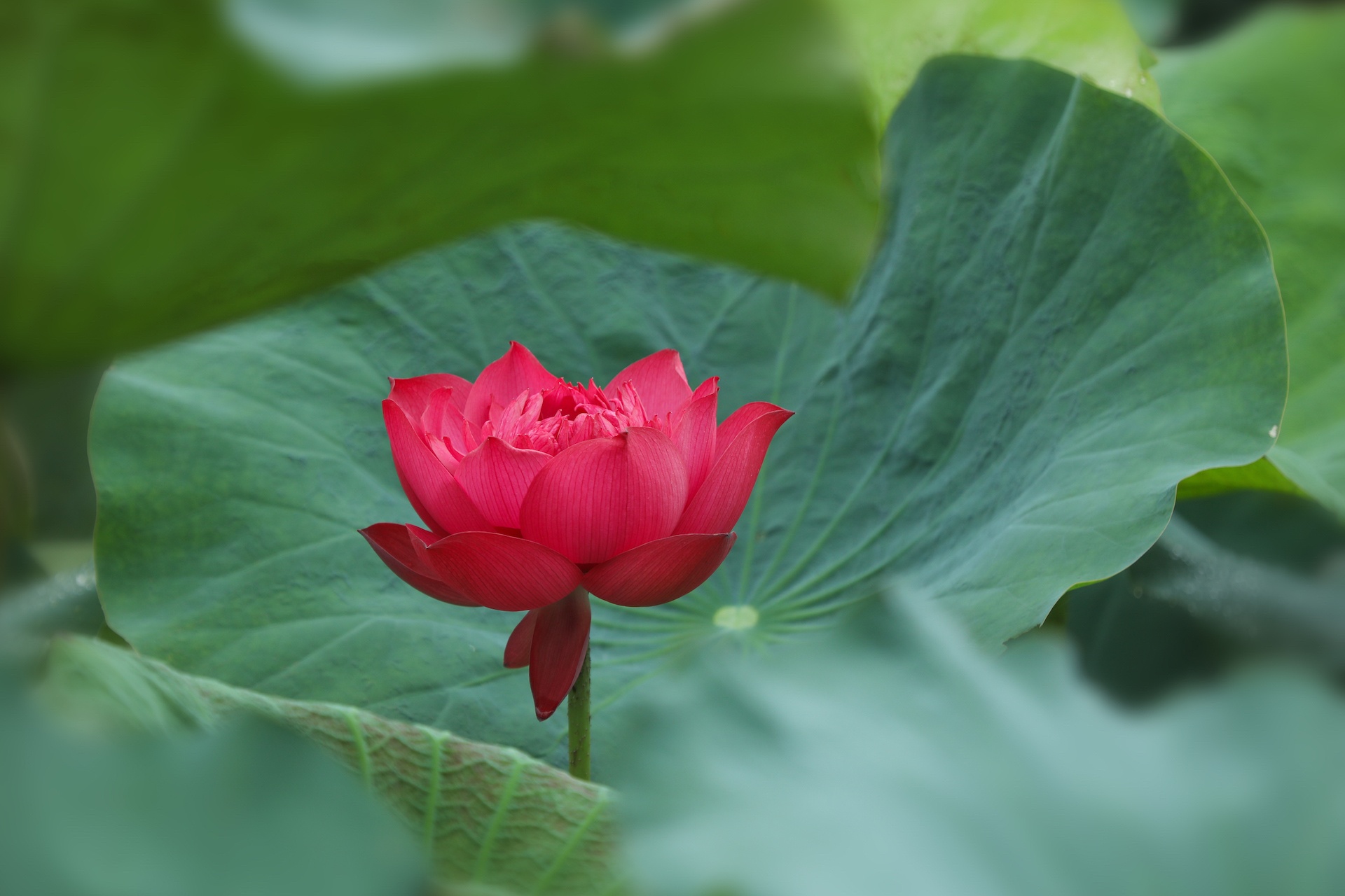 mua hoa sen mien Bac anh 19