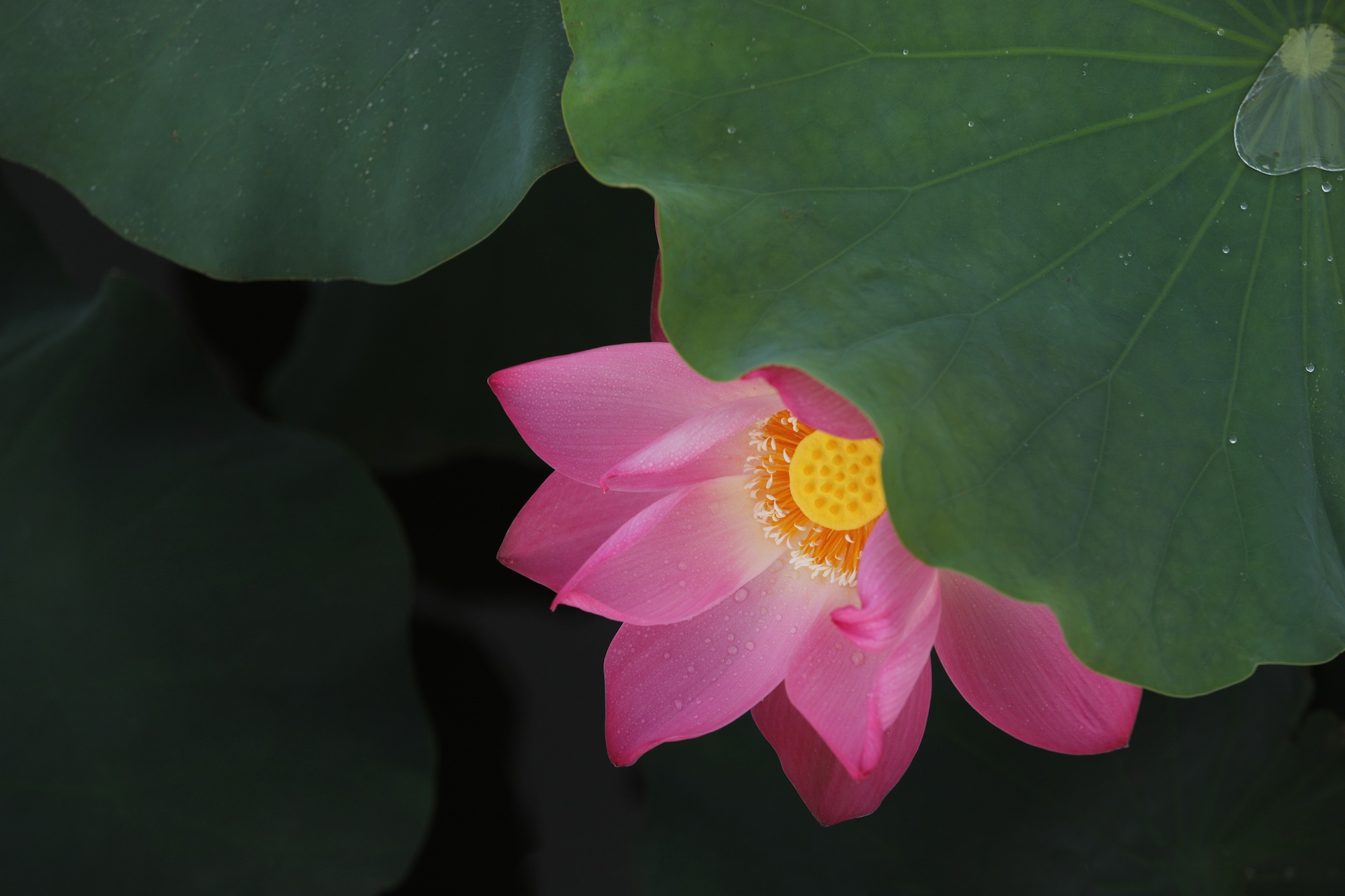 mua hoa sen mien Bac anh 39