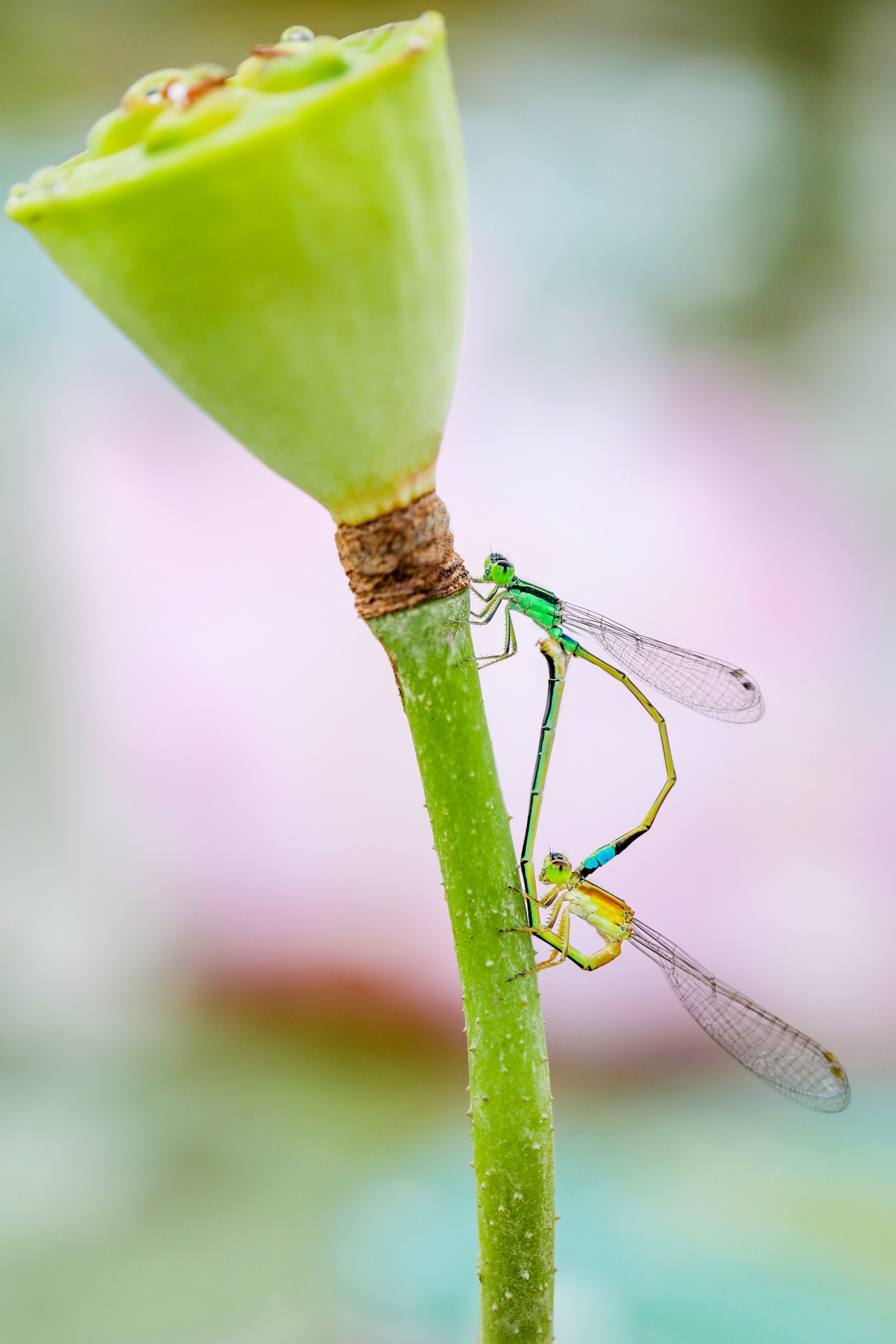 mua hoa sen mien Bac anh 48