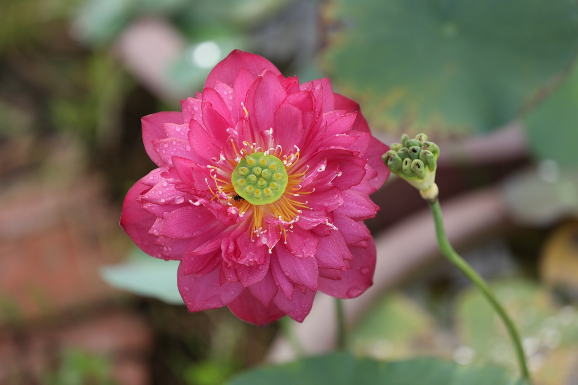 mua hoa sen mien Bac anh 20