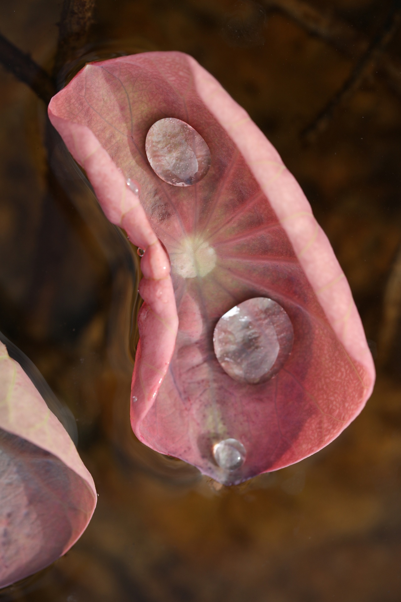 mua hoa sen mien Bac anh 49