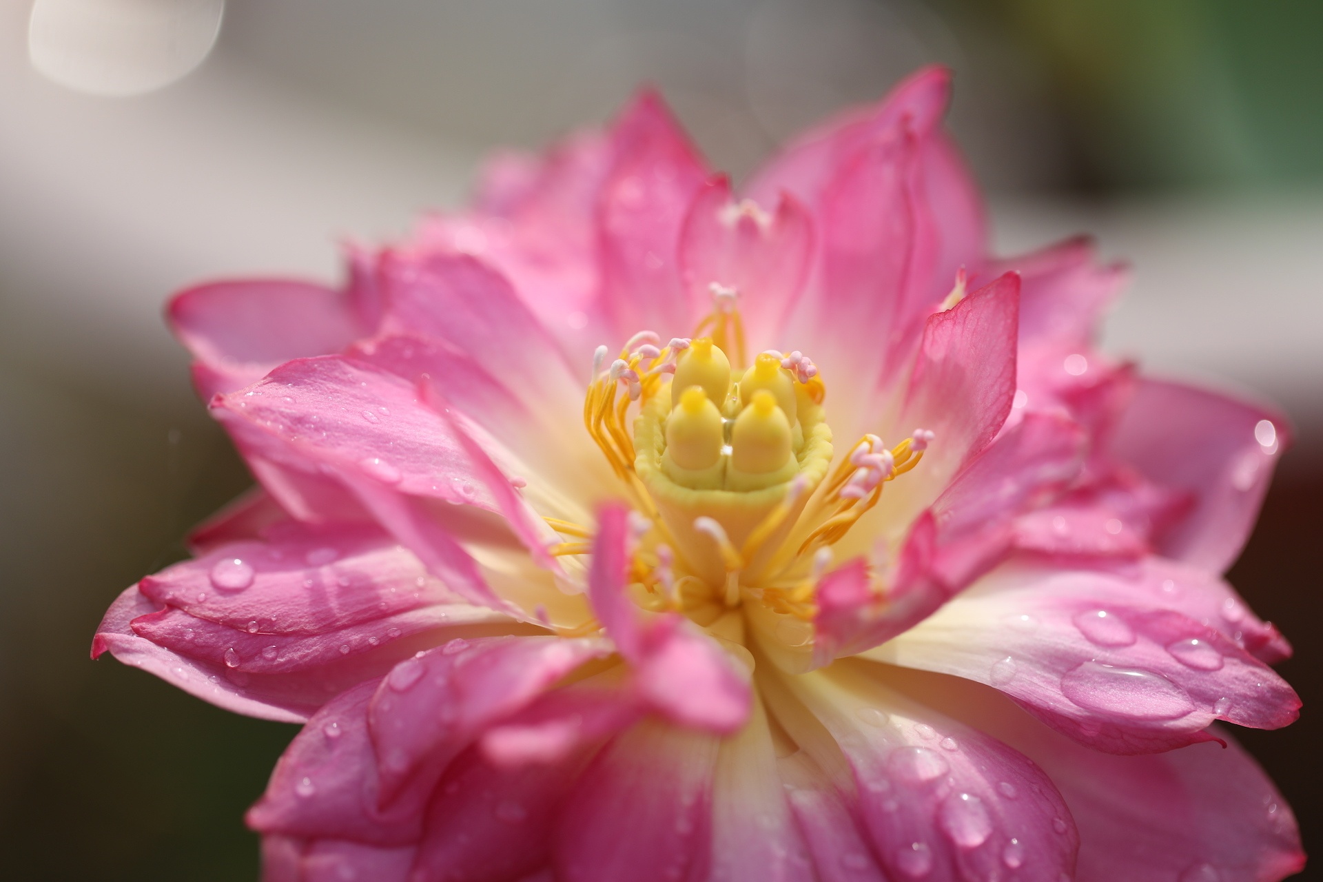 mua hoa sen mien Bac anh 38