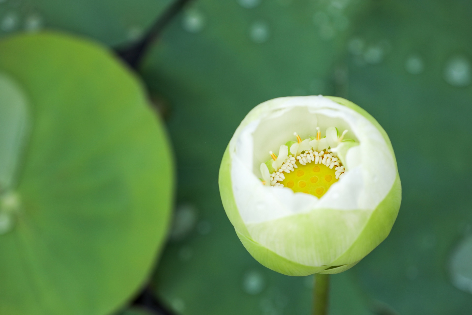 mua hoa sen mien Bac anh 41