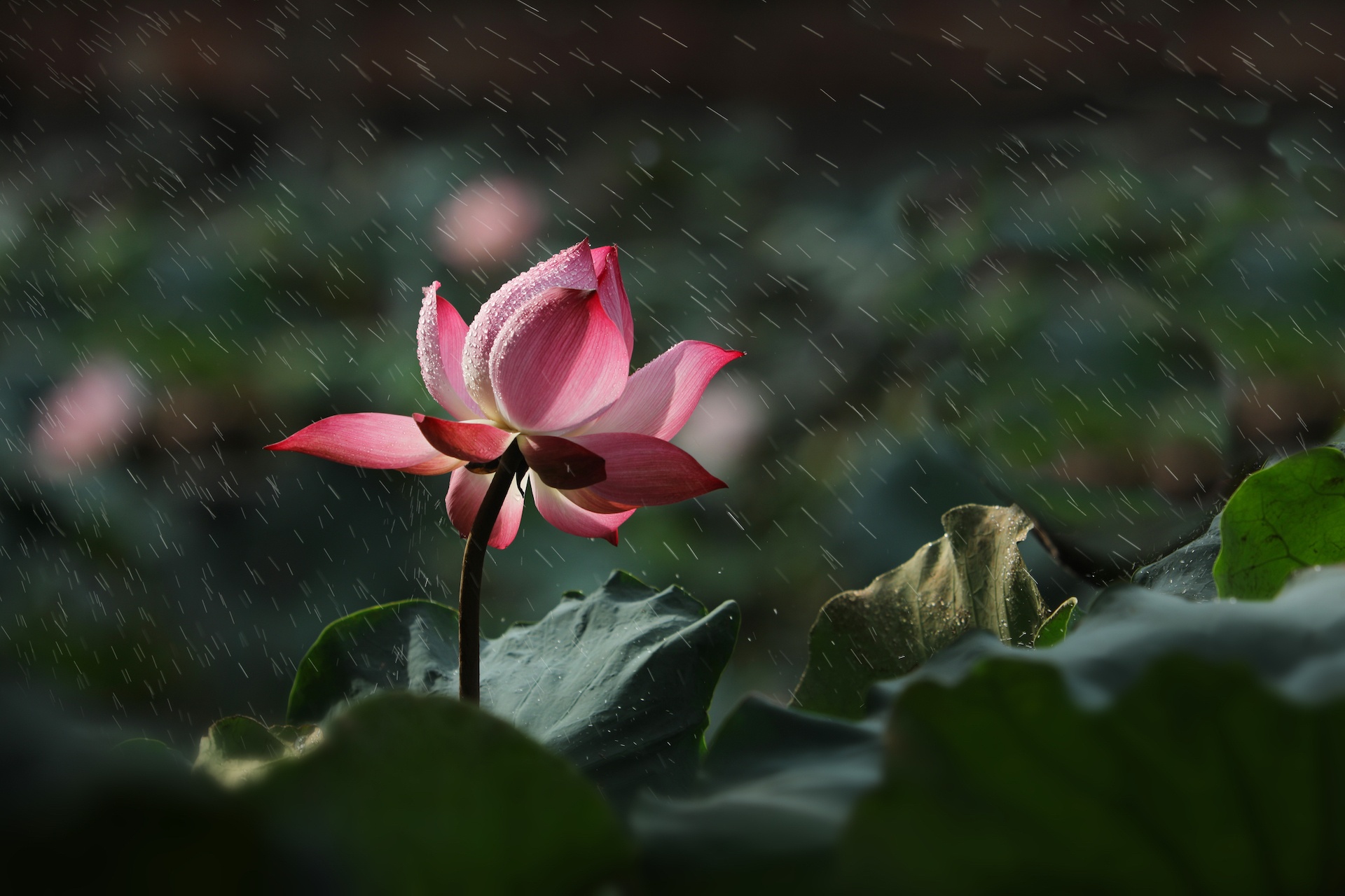 mua hoa sen mien Bac anh 8