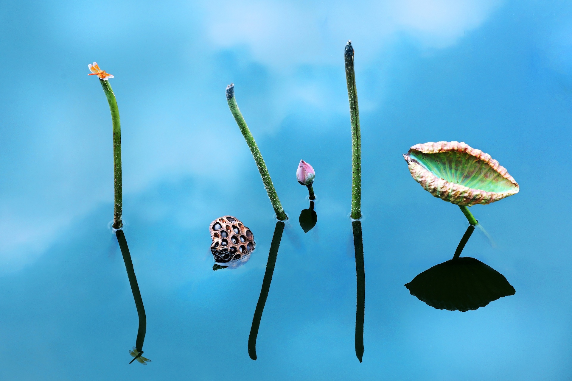 mua hoa sen mien Bac anh 5