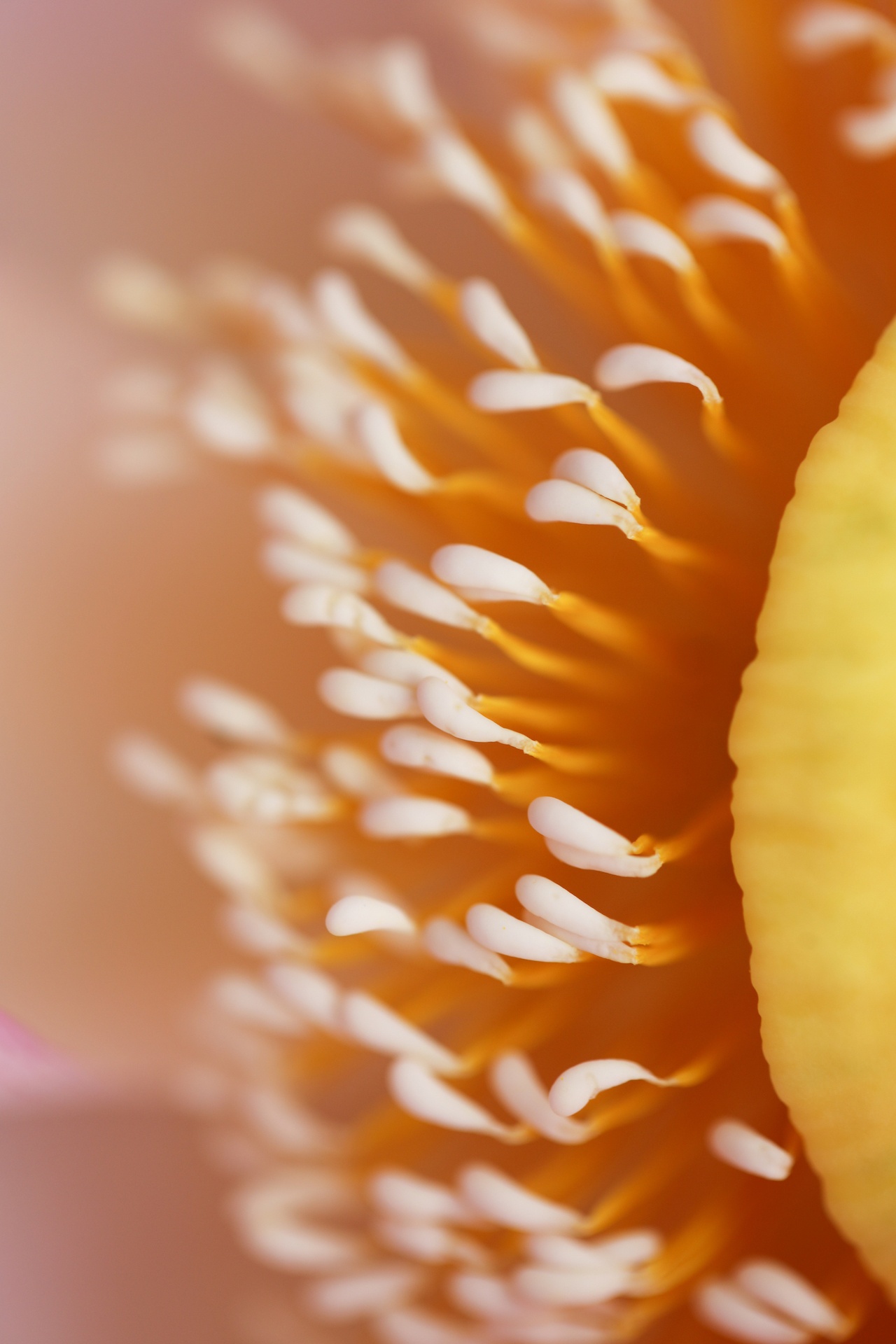 mua hoa sen mien Bac anh 50