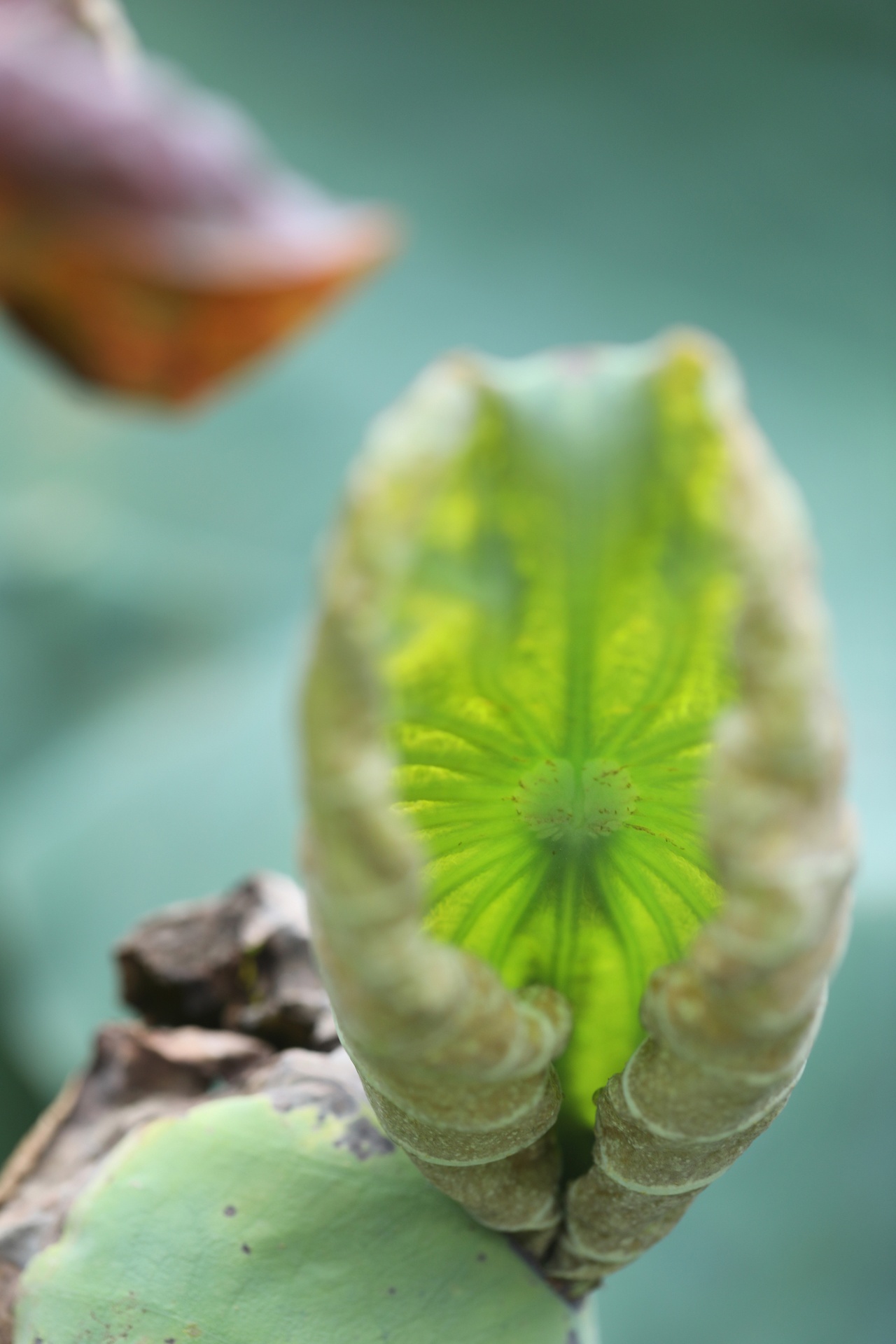 mua hoa sen mien Bac anh 51