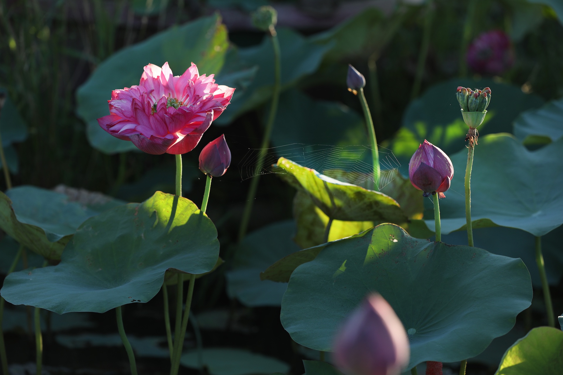 mua hoa sen mien Bac anh 9