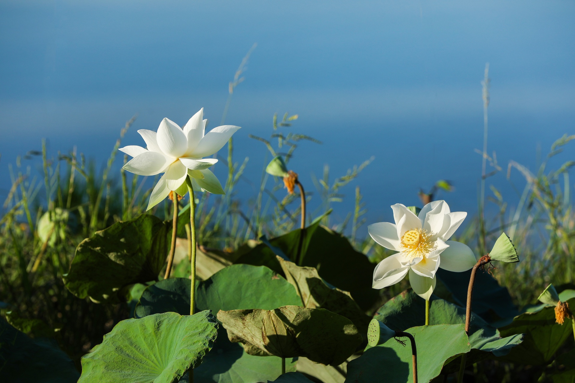 mua hoa sen mien Bac anh 10