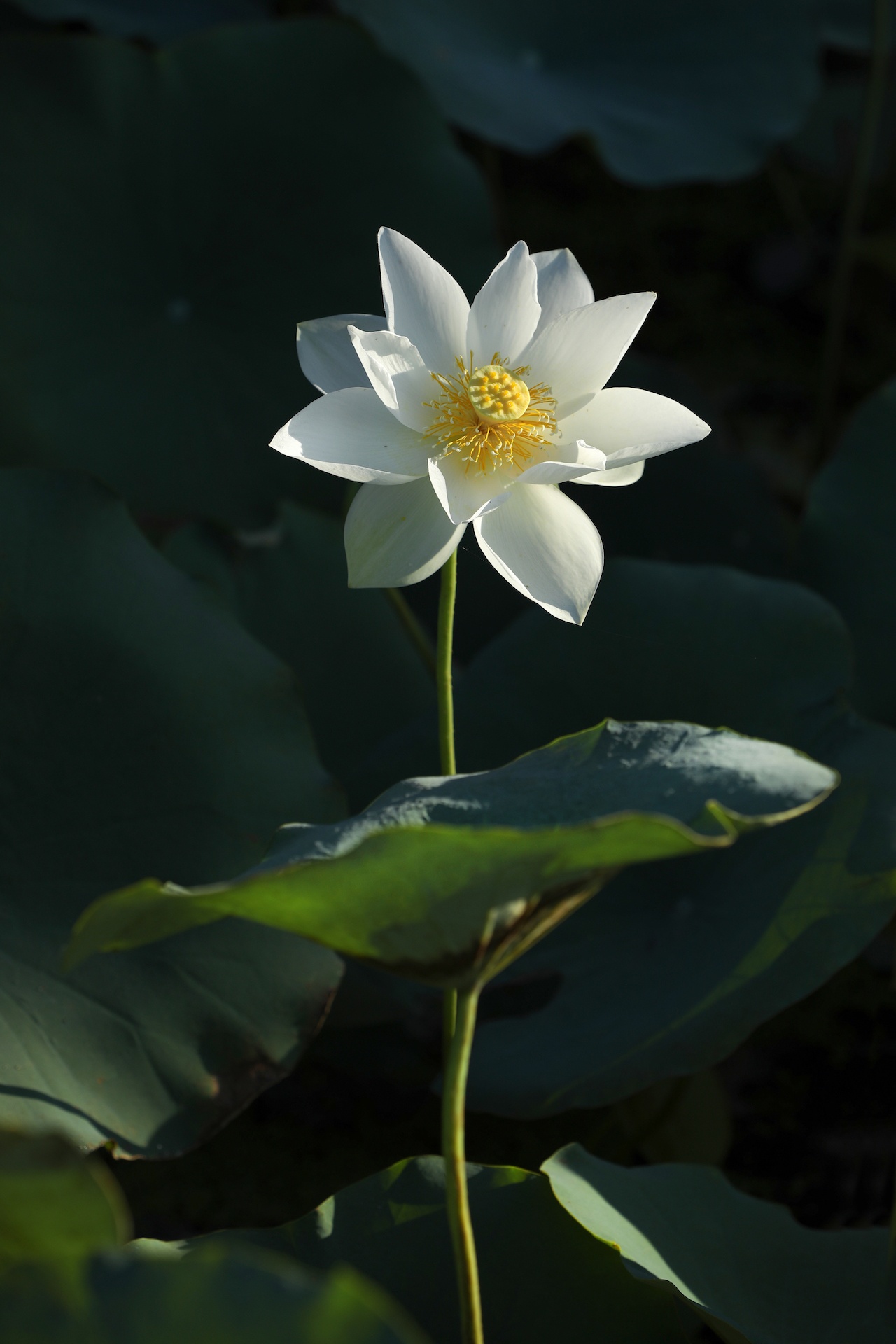 mua hoa sen mien Bac anh 3