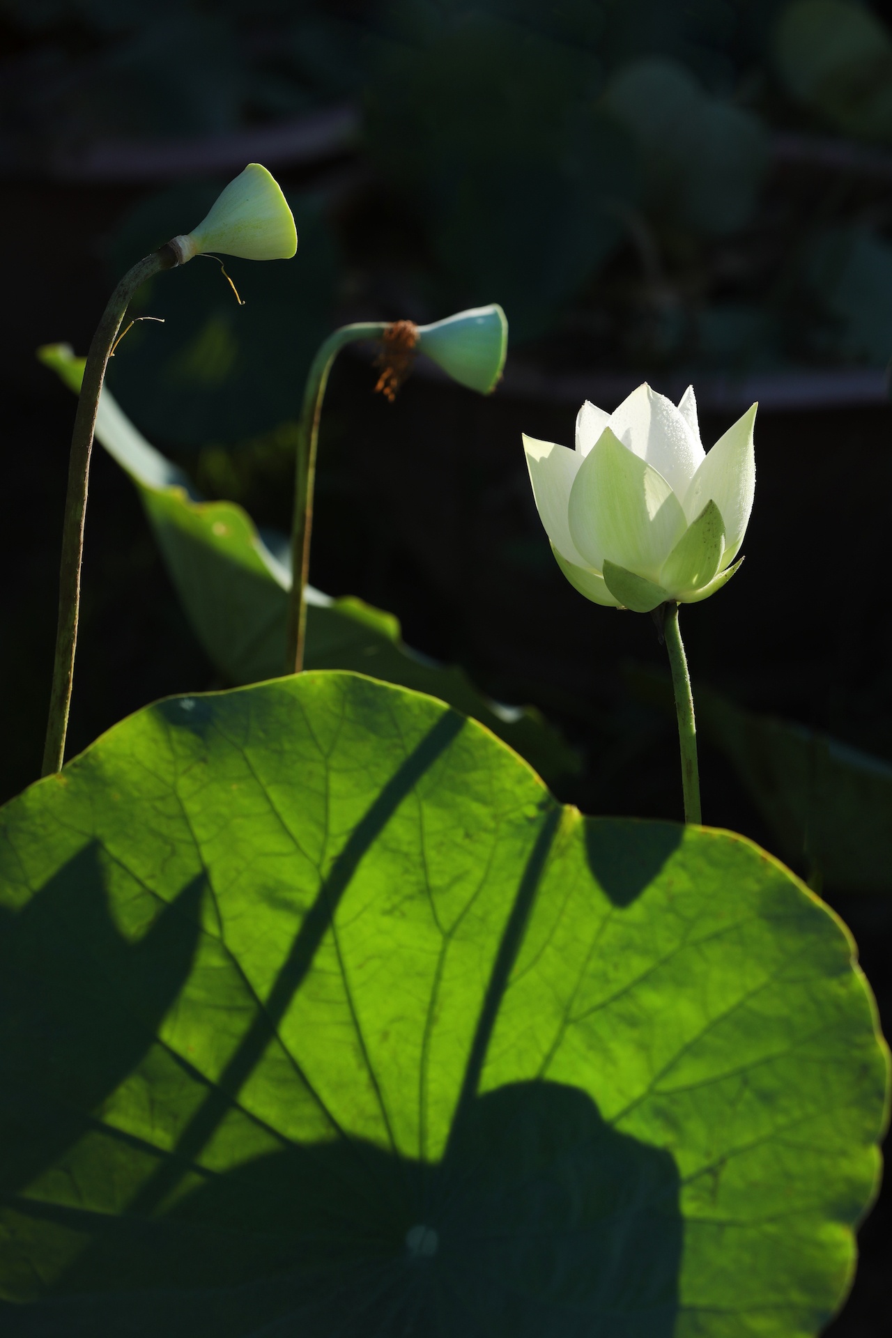 mua hoa sen mien Bac anh 4