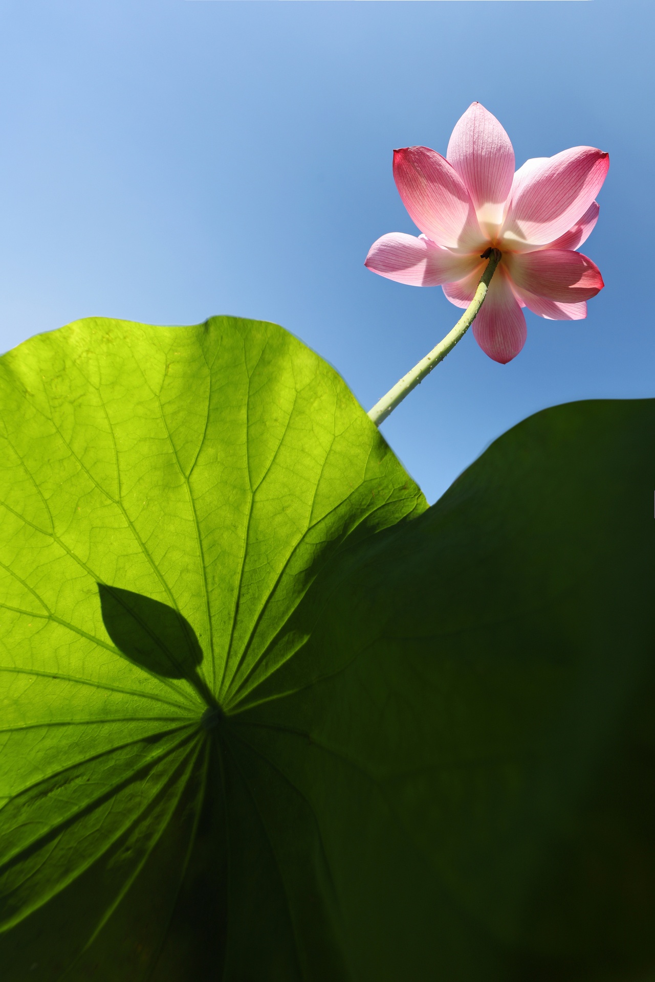 mua hoa sen mien Bac anh 6