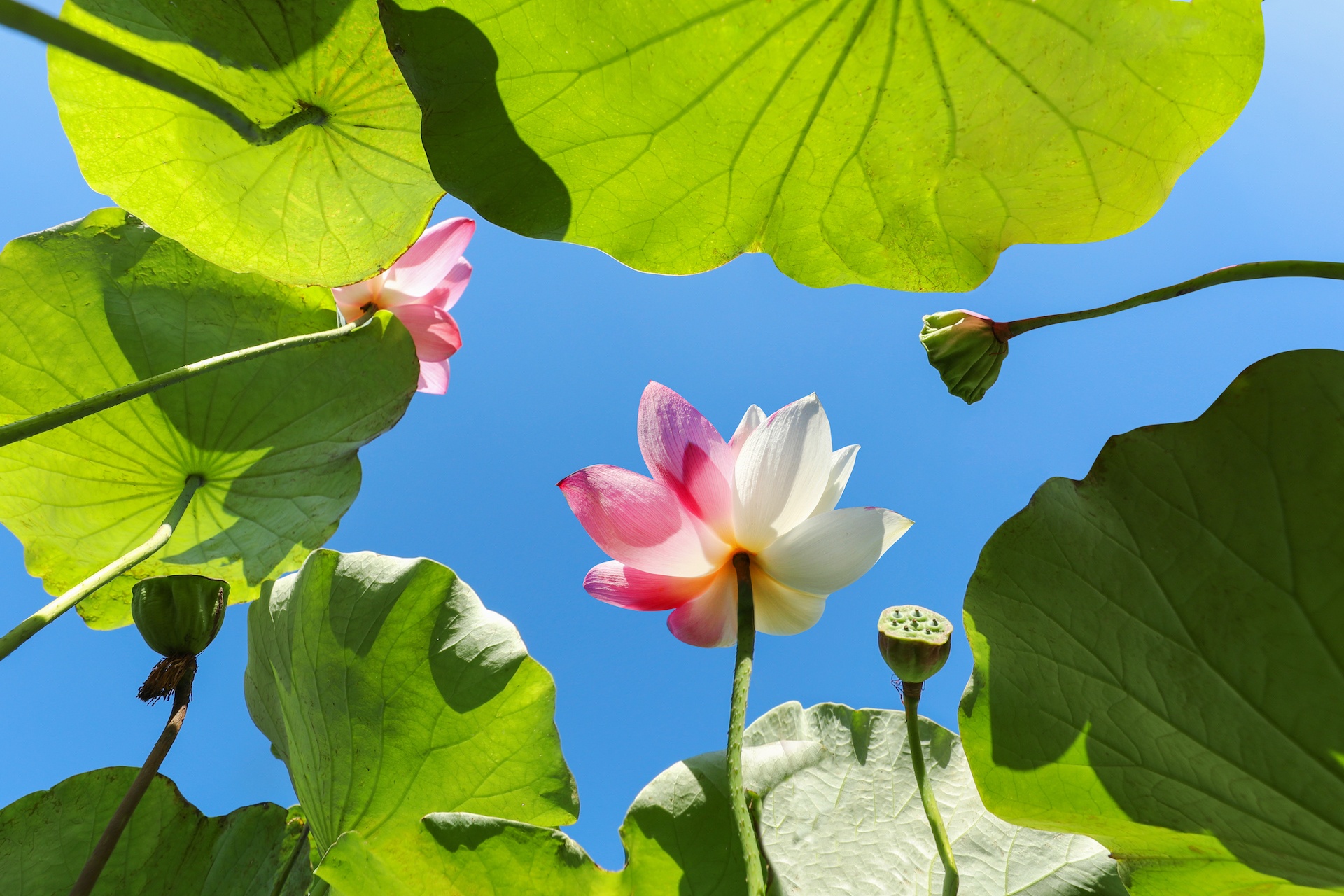 mua hoa sen mien Bac anh 16