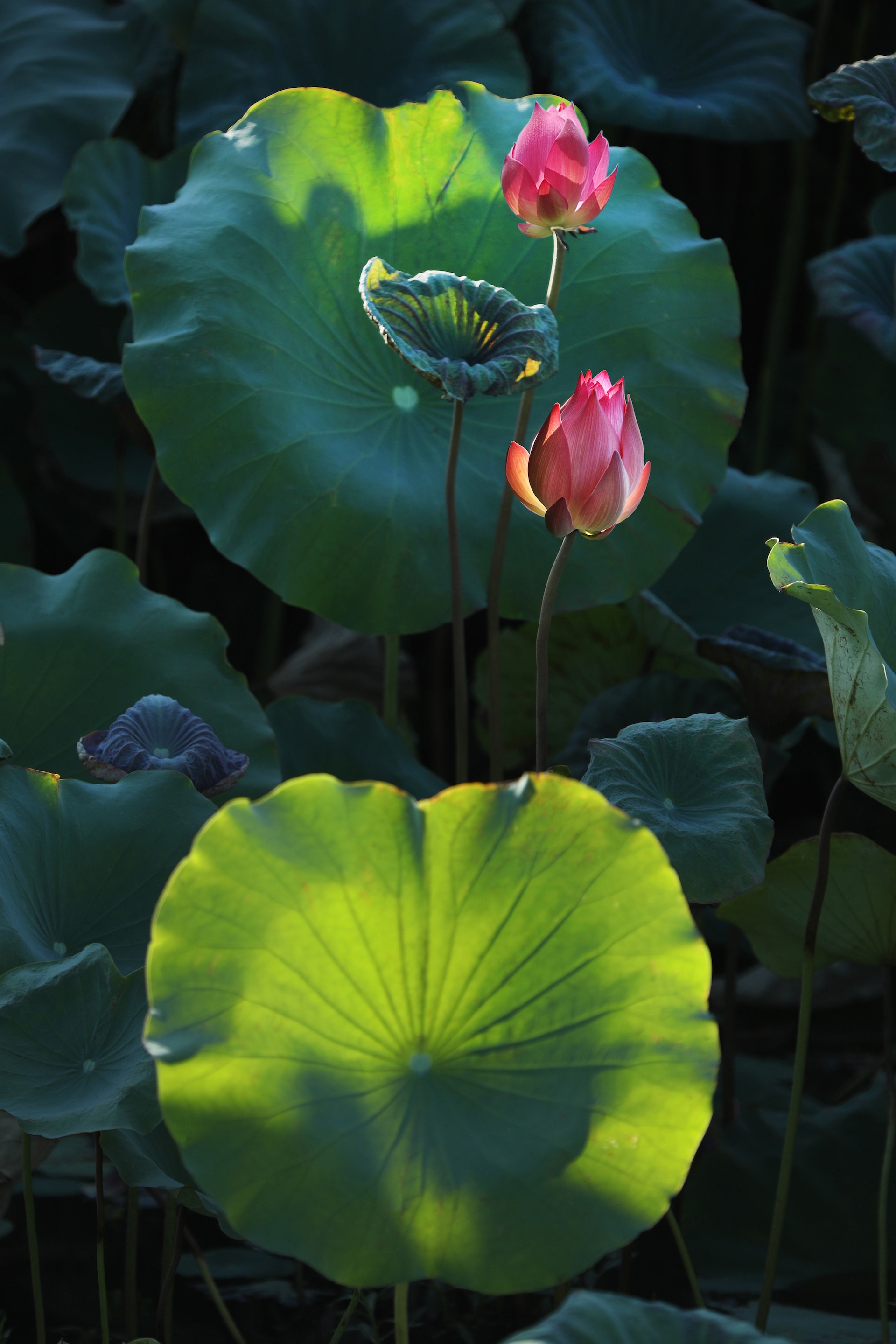 mua hoa sen mien Bac anh 12