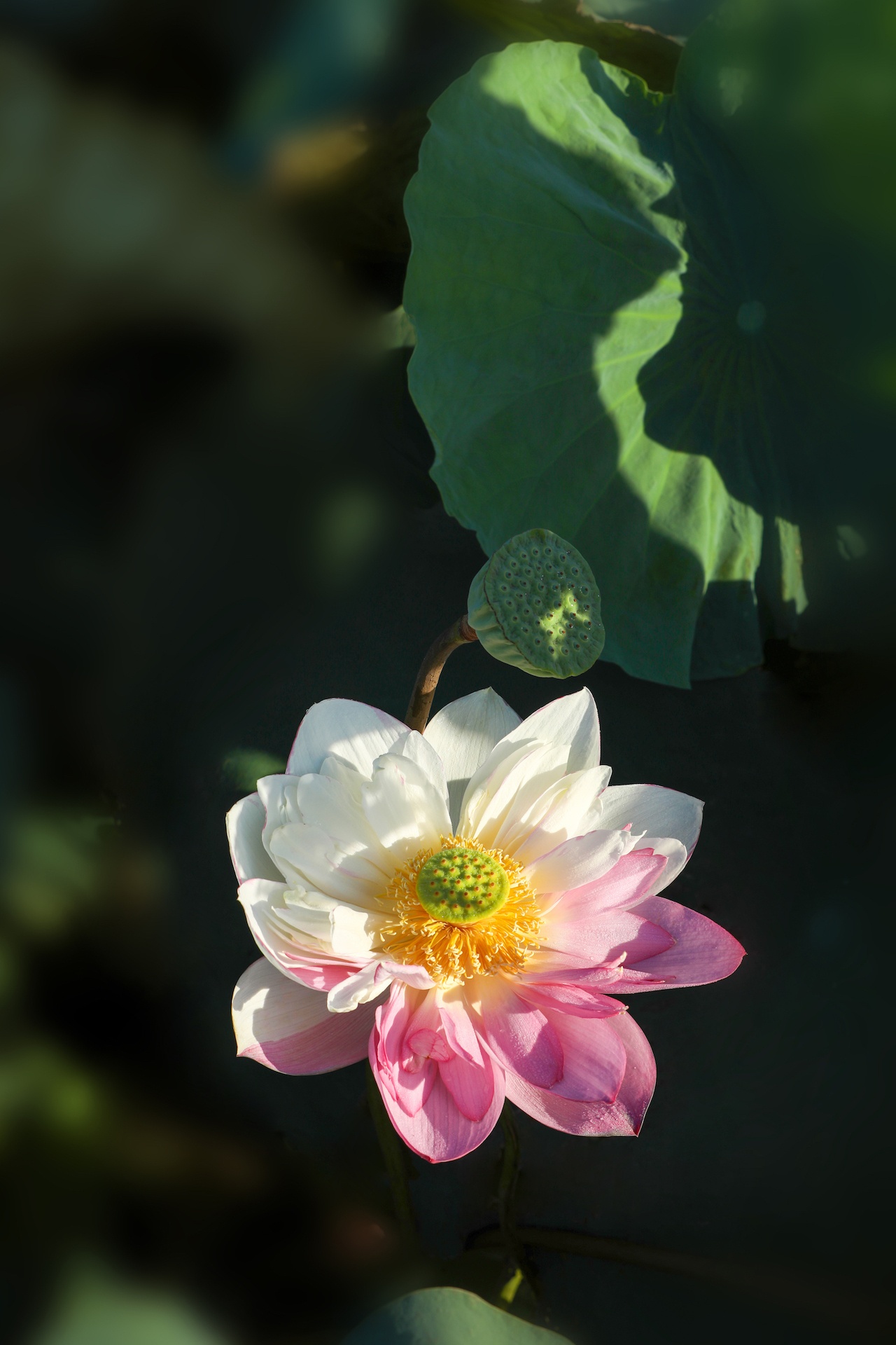 mua hoa sen mien Bac anh 7