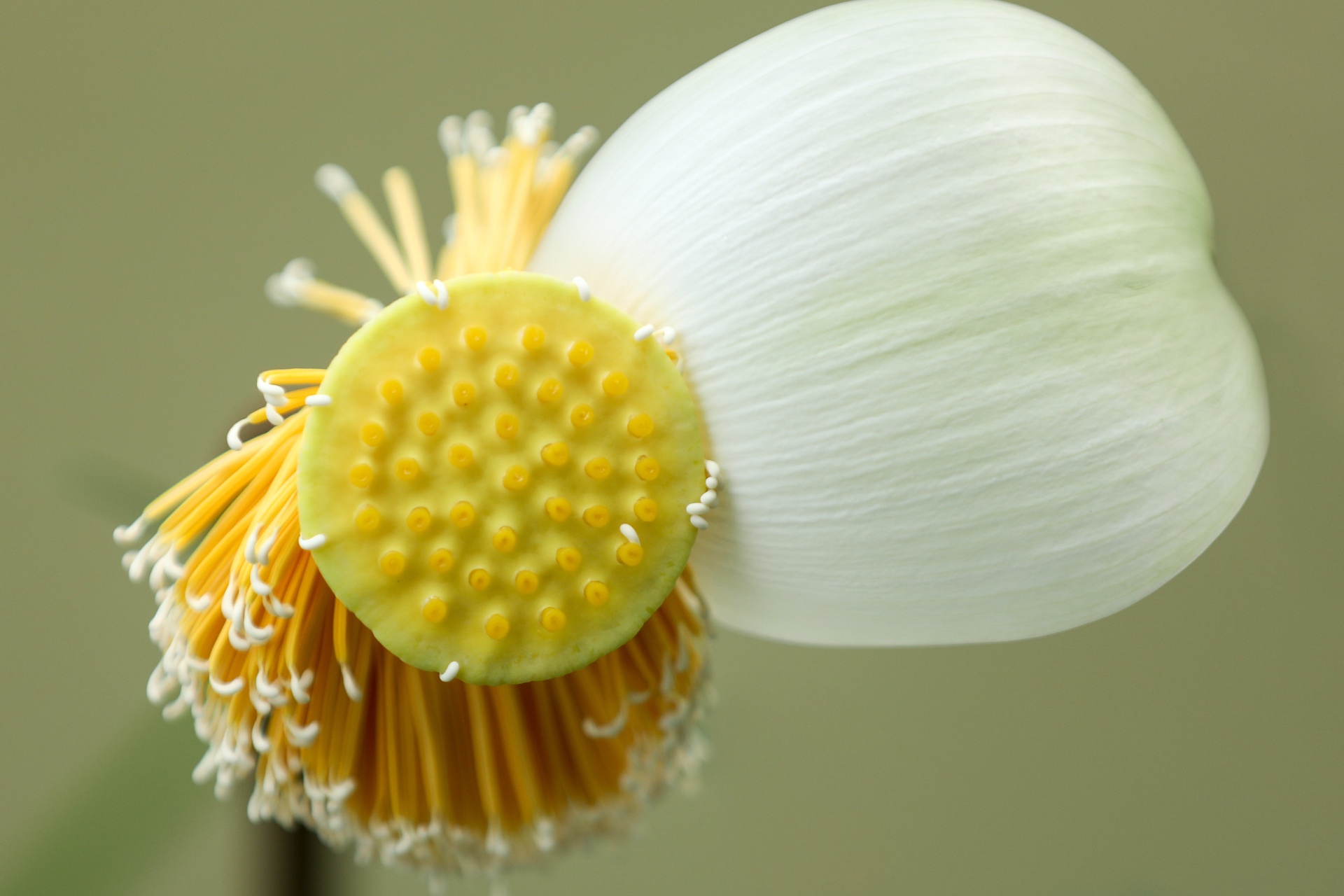 mua hoa sen mien Bac anh 36