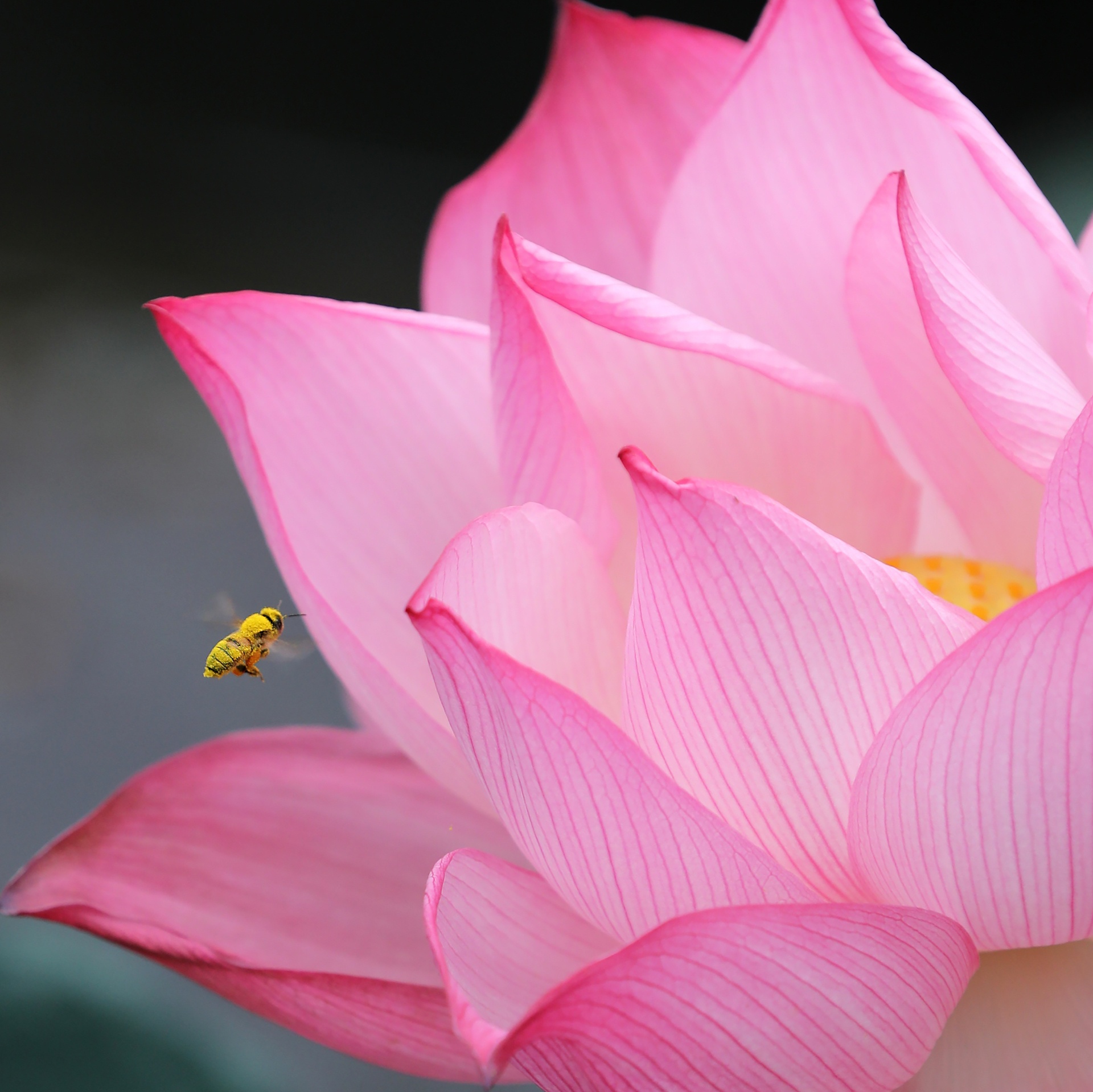 mua hoa sen mien Bac anh 37