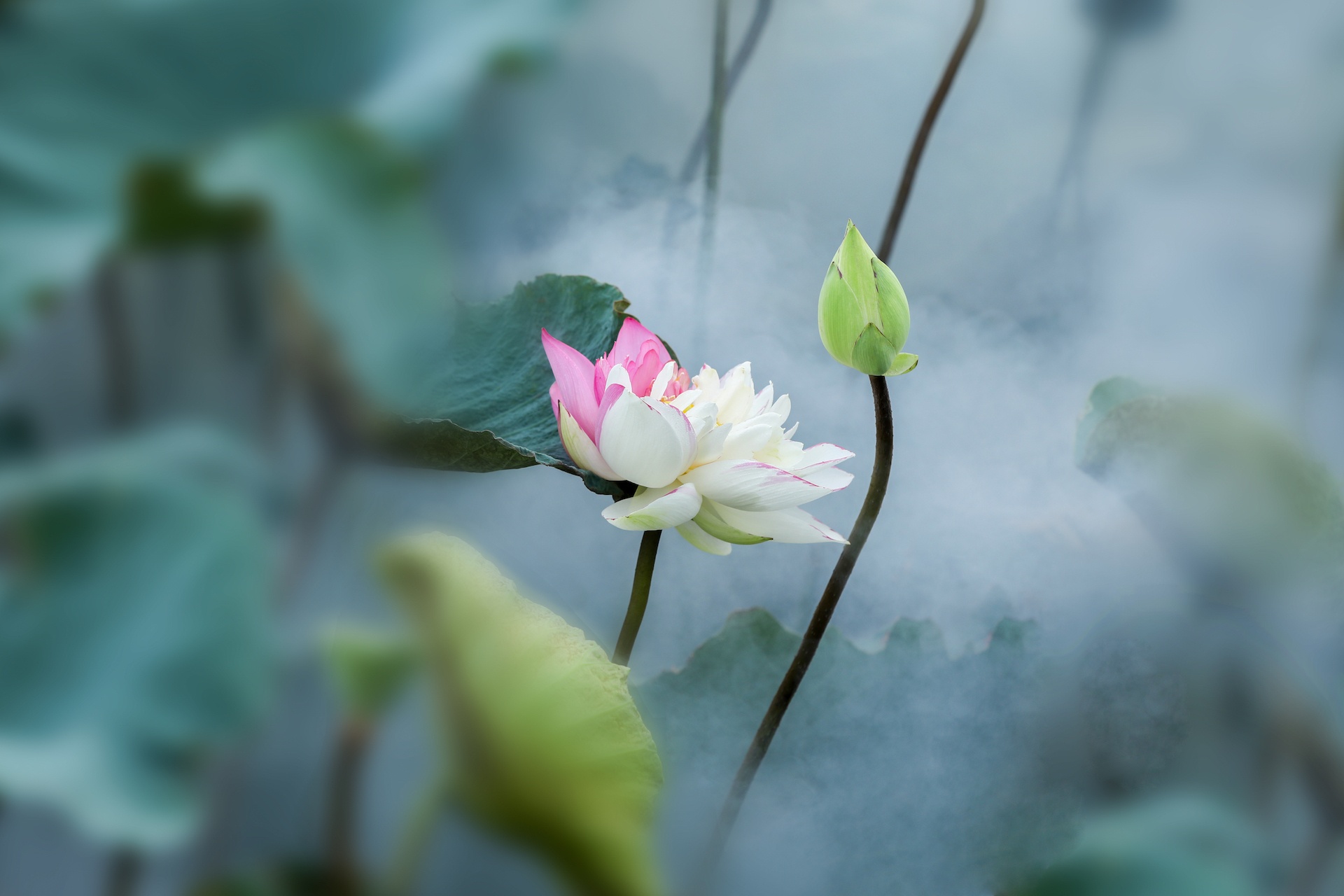 mua hoa sen mien Bac anh 22